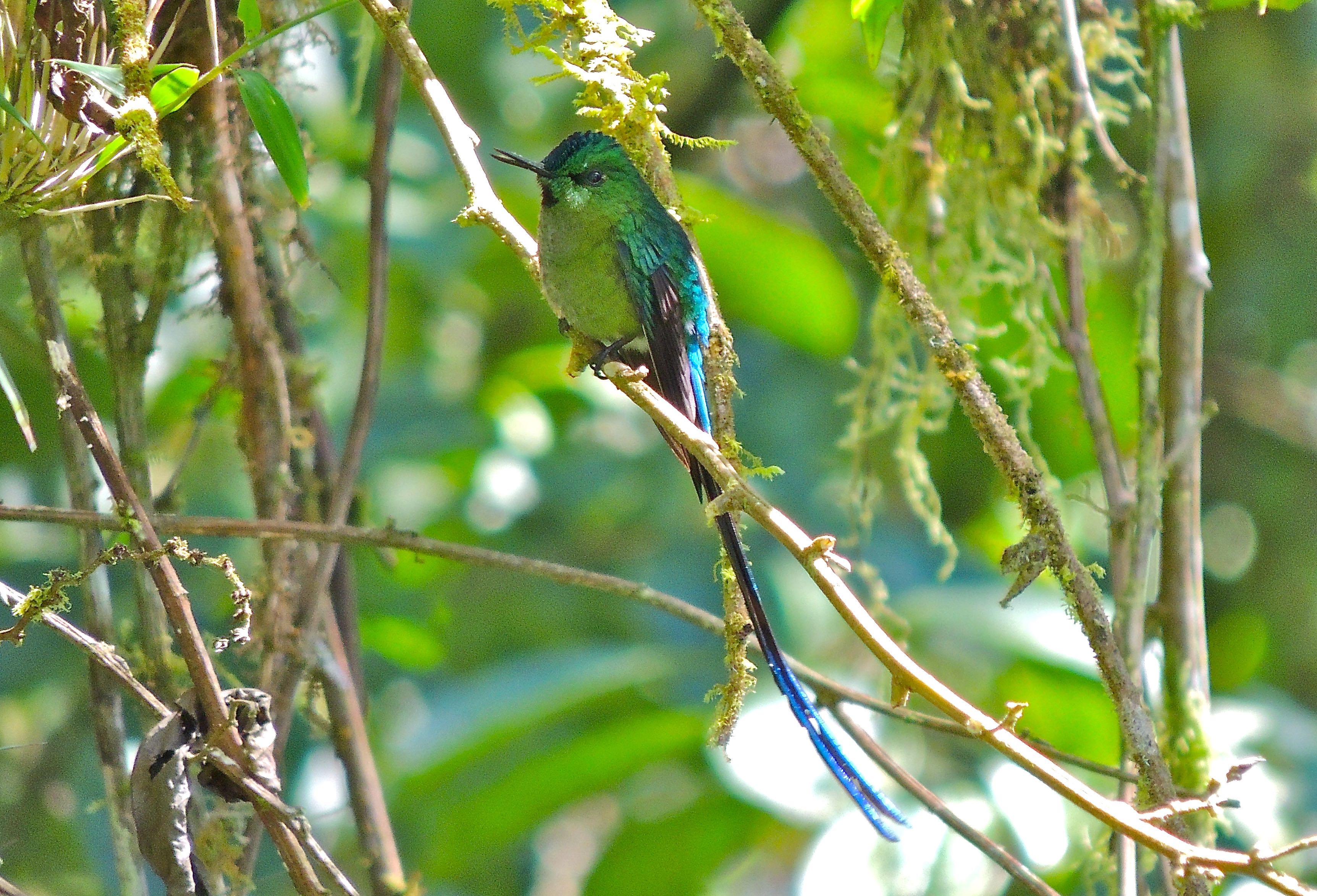 Long-tailed Sylph