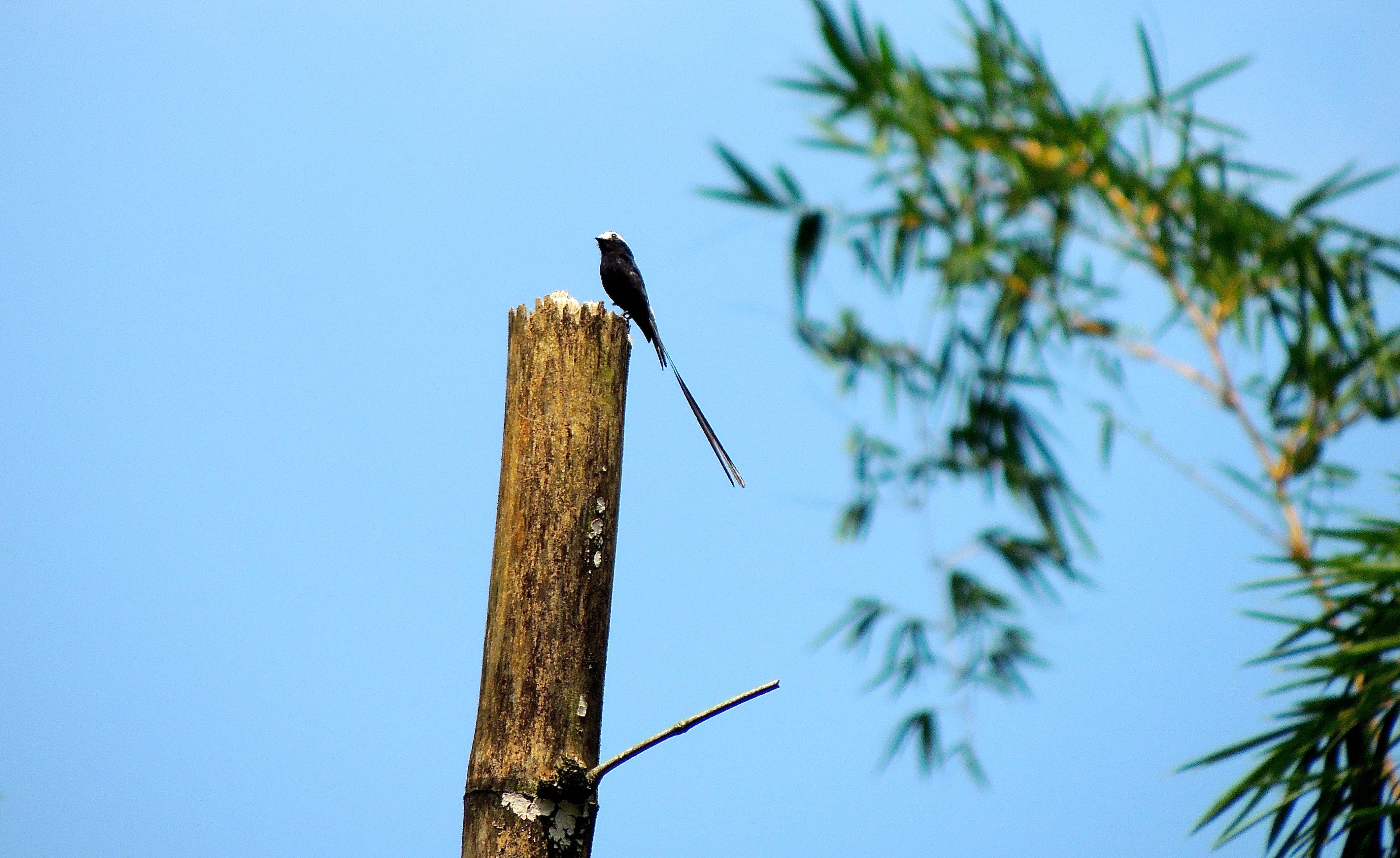 Long-tailed Tyrant