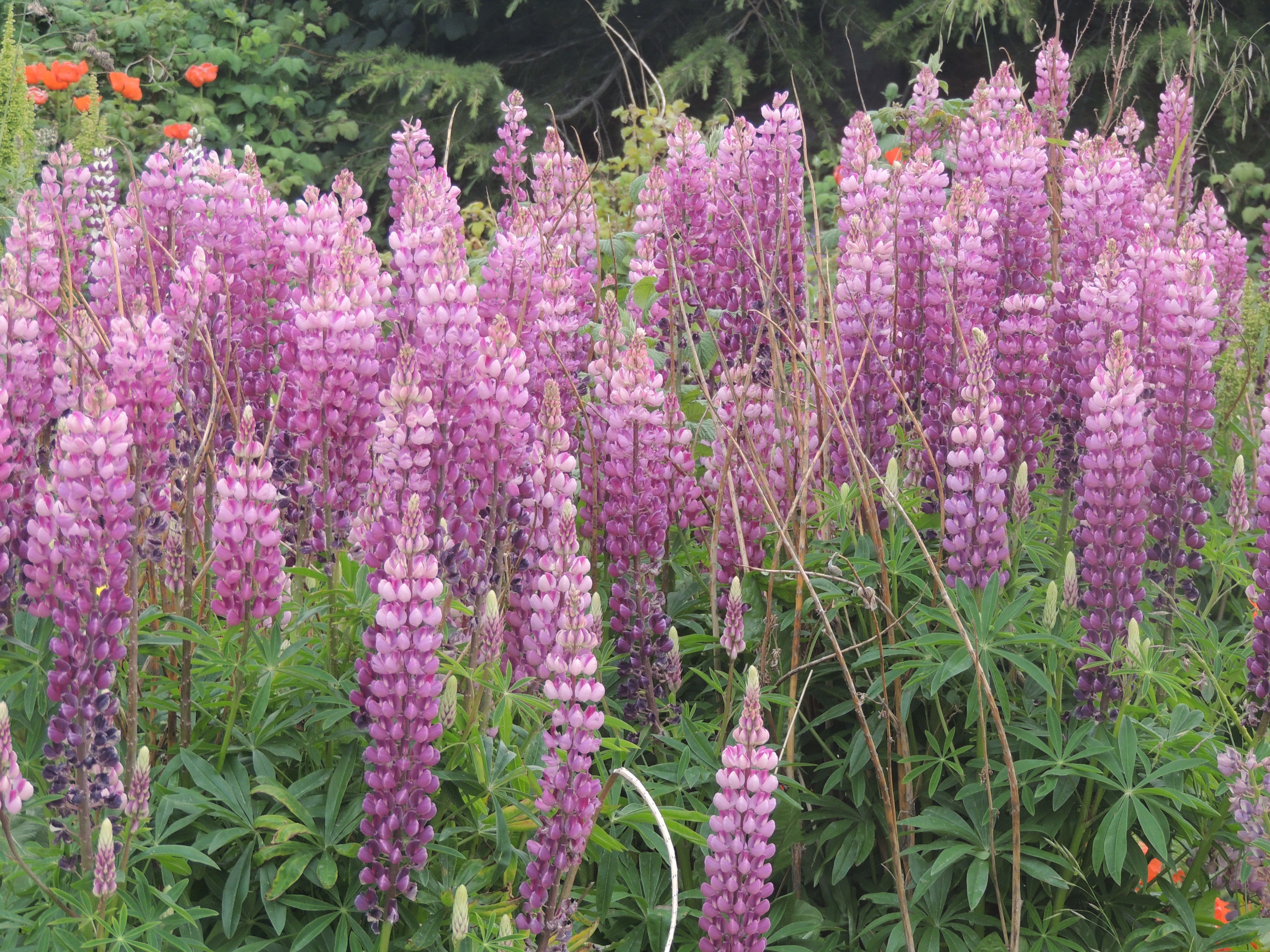 Lupines