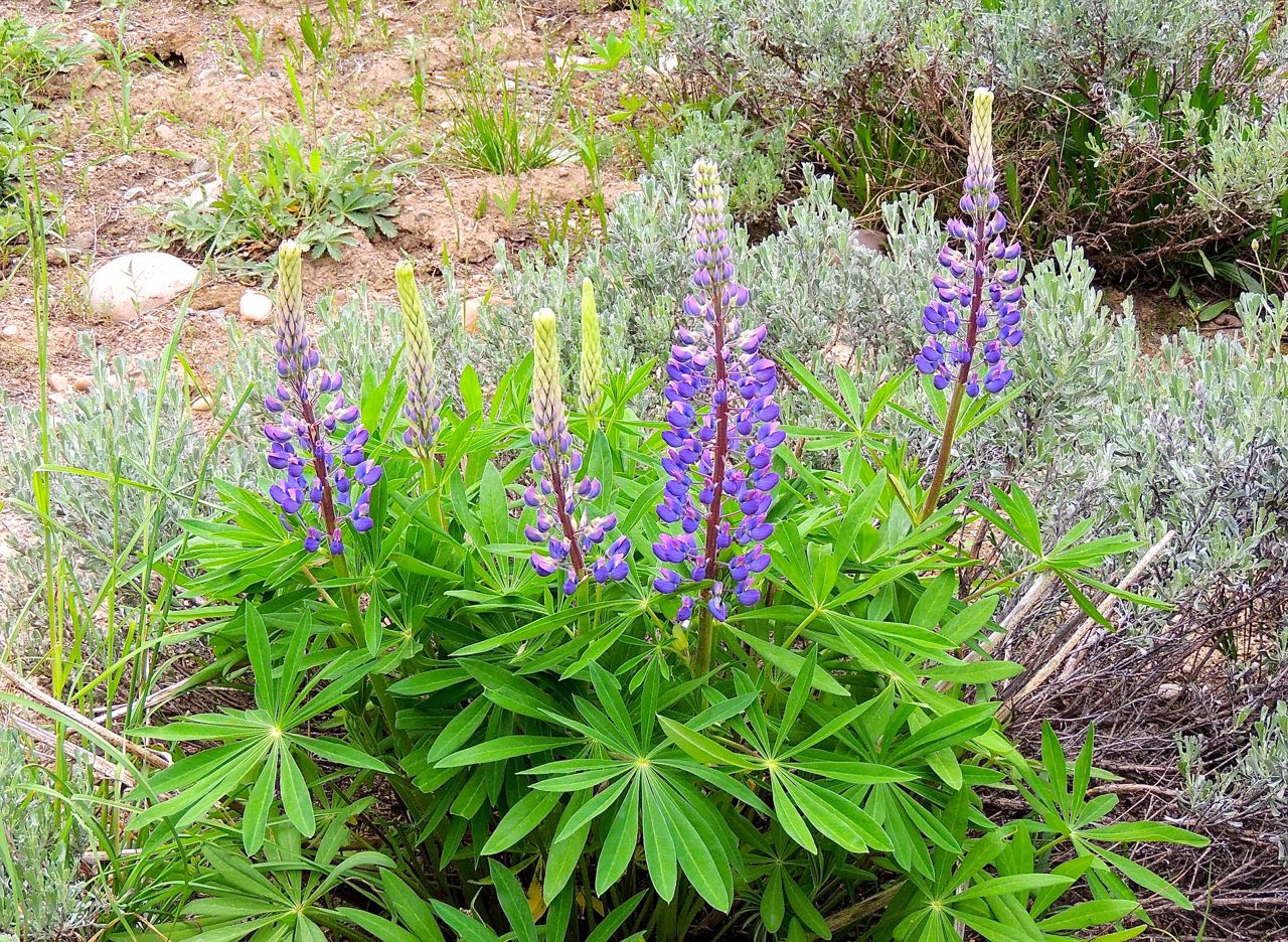 Lupines