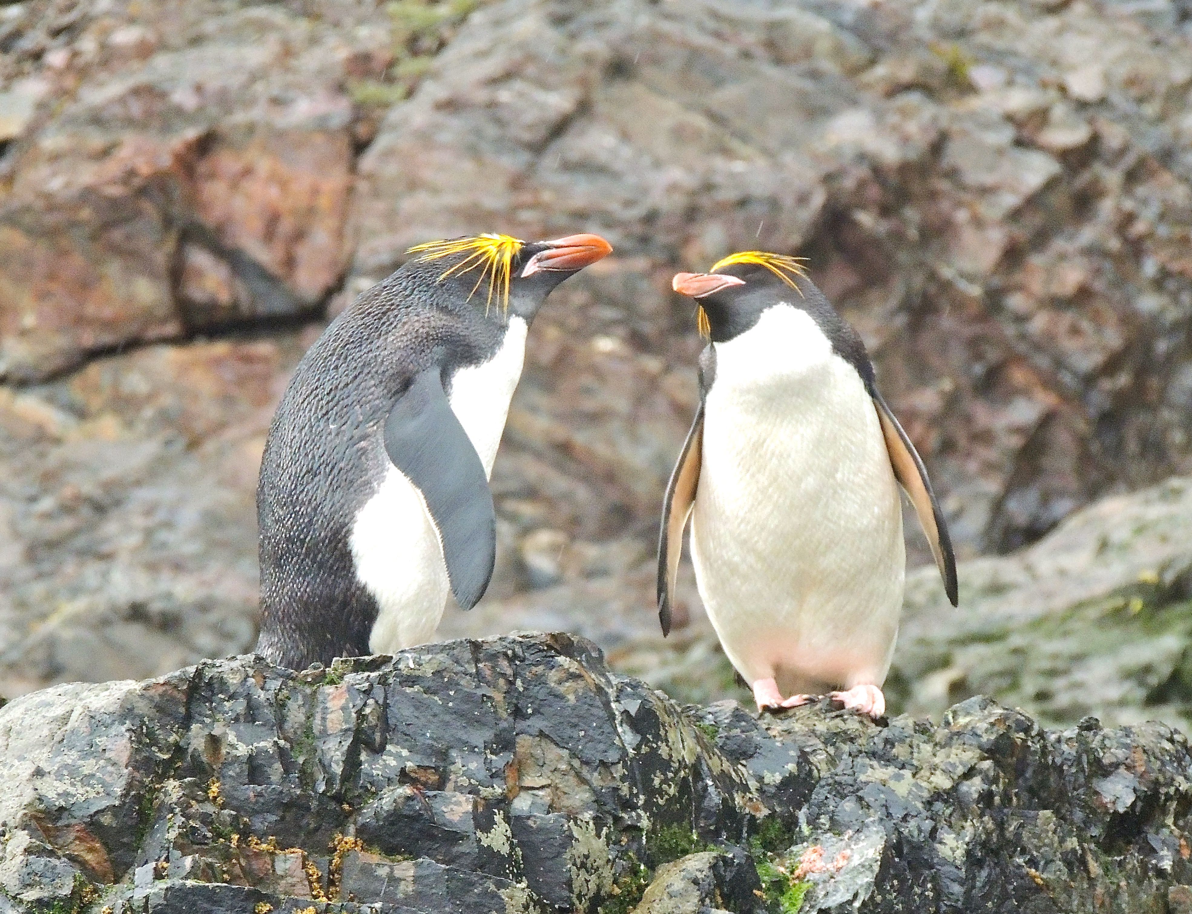 Macaroni Penguins