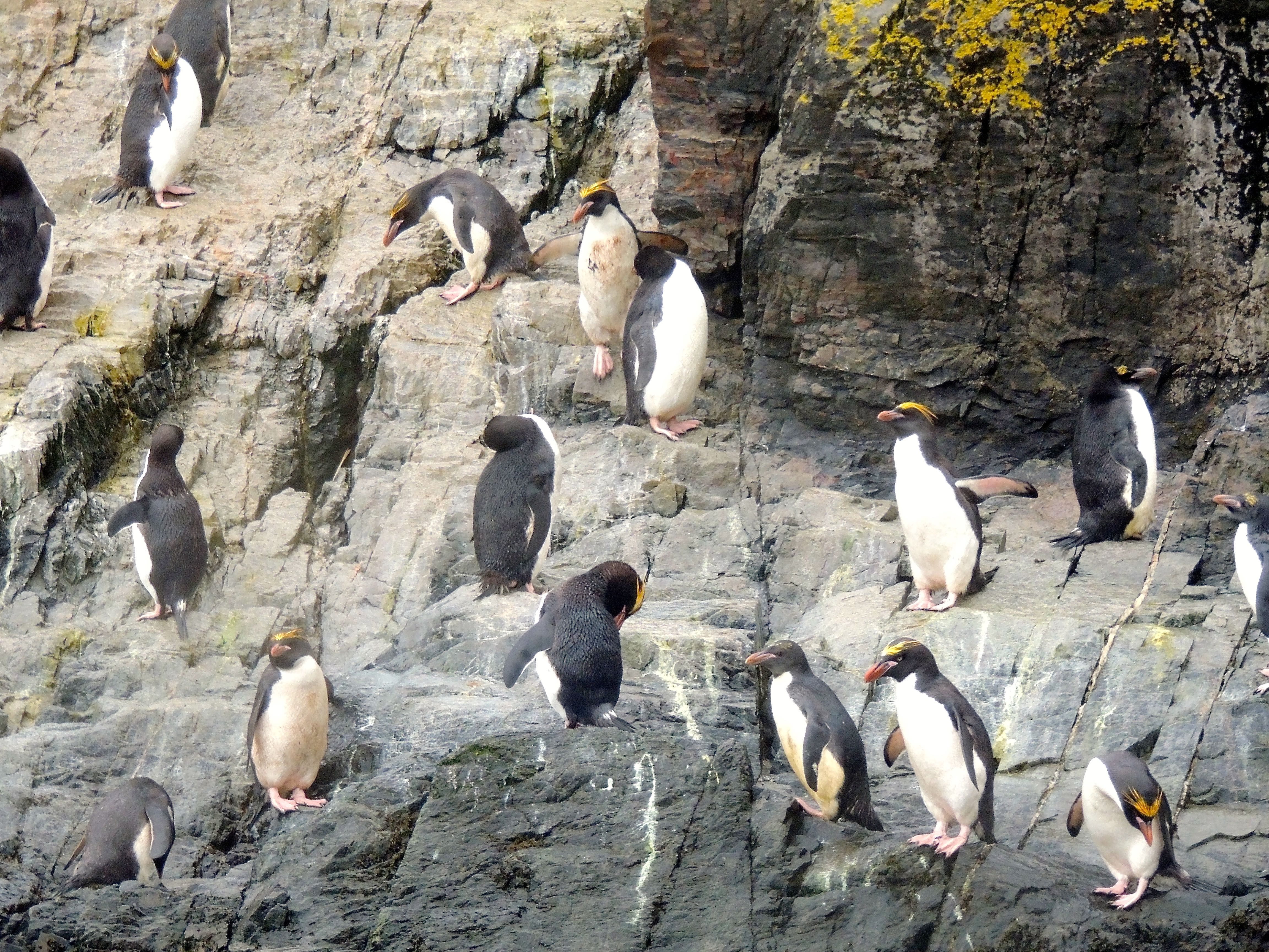 Macaroni Penguins