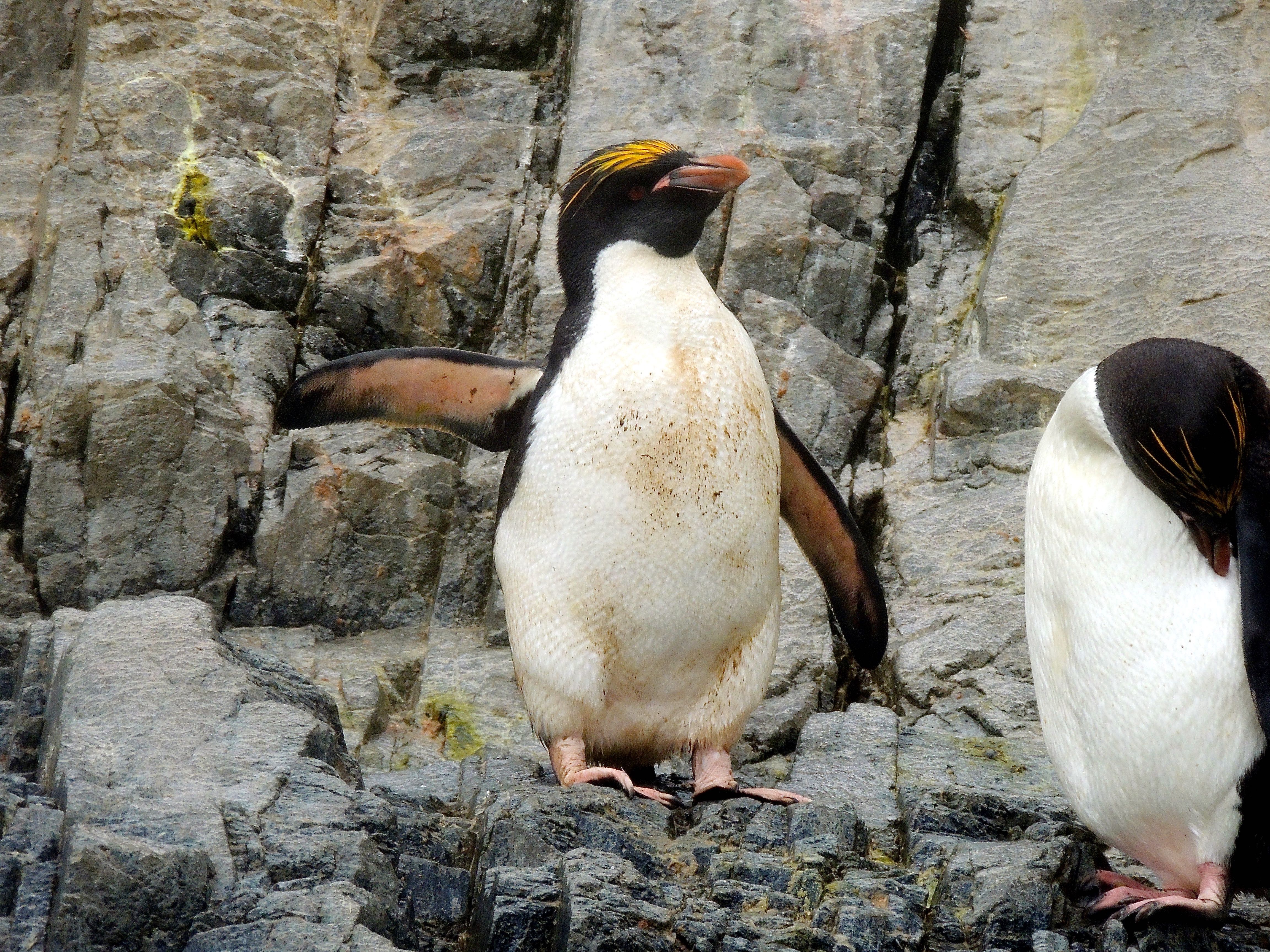 Macaroni Penguins