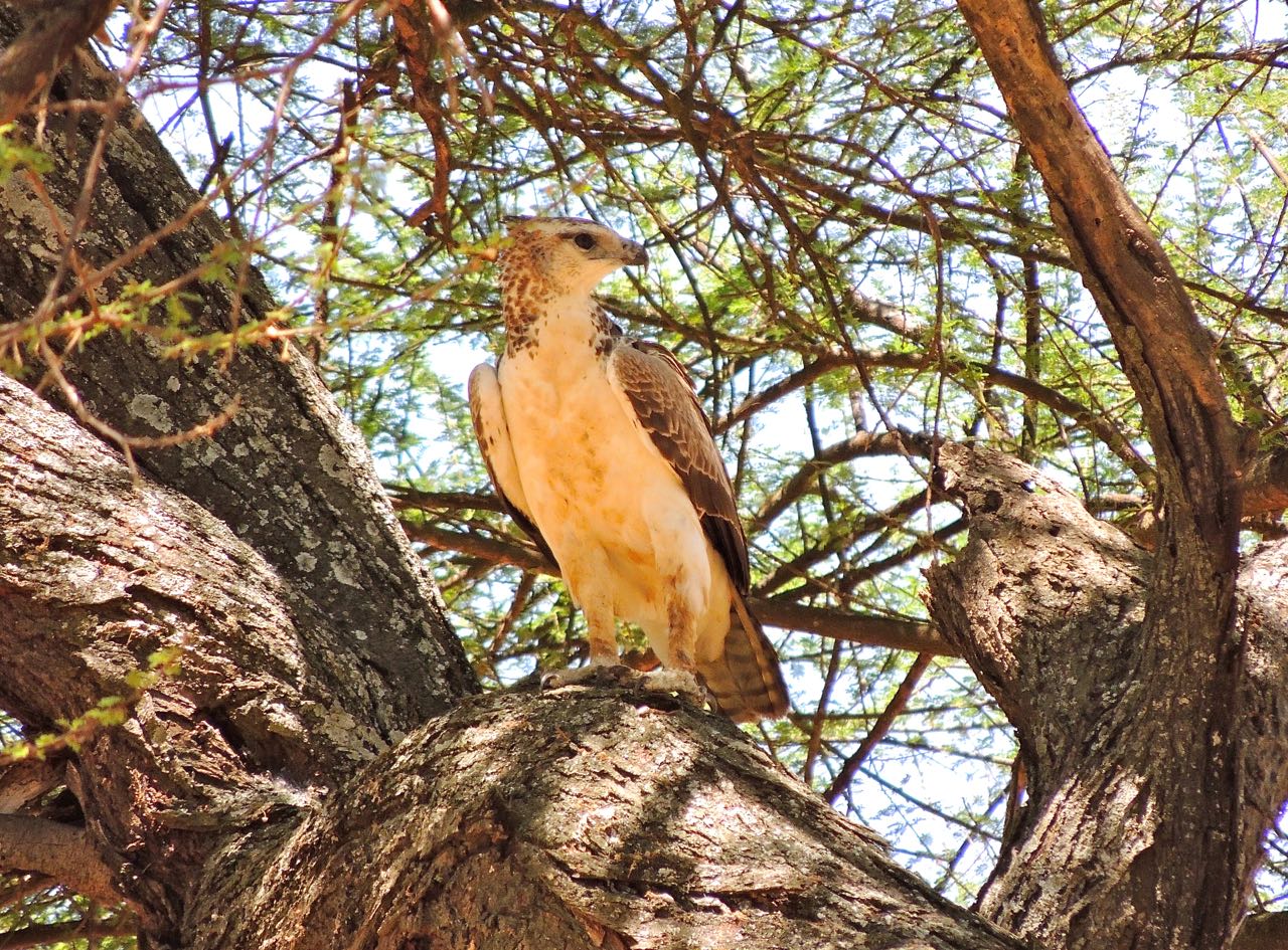 Martial Eagle