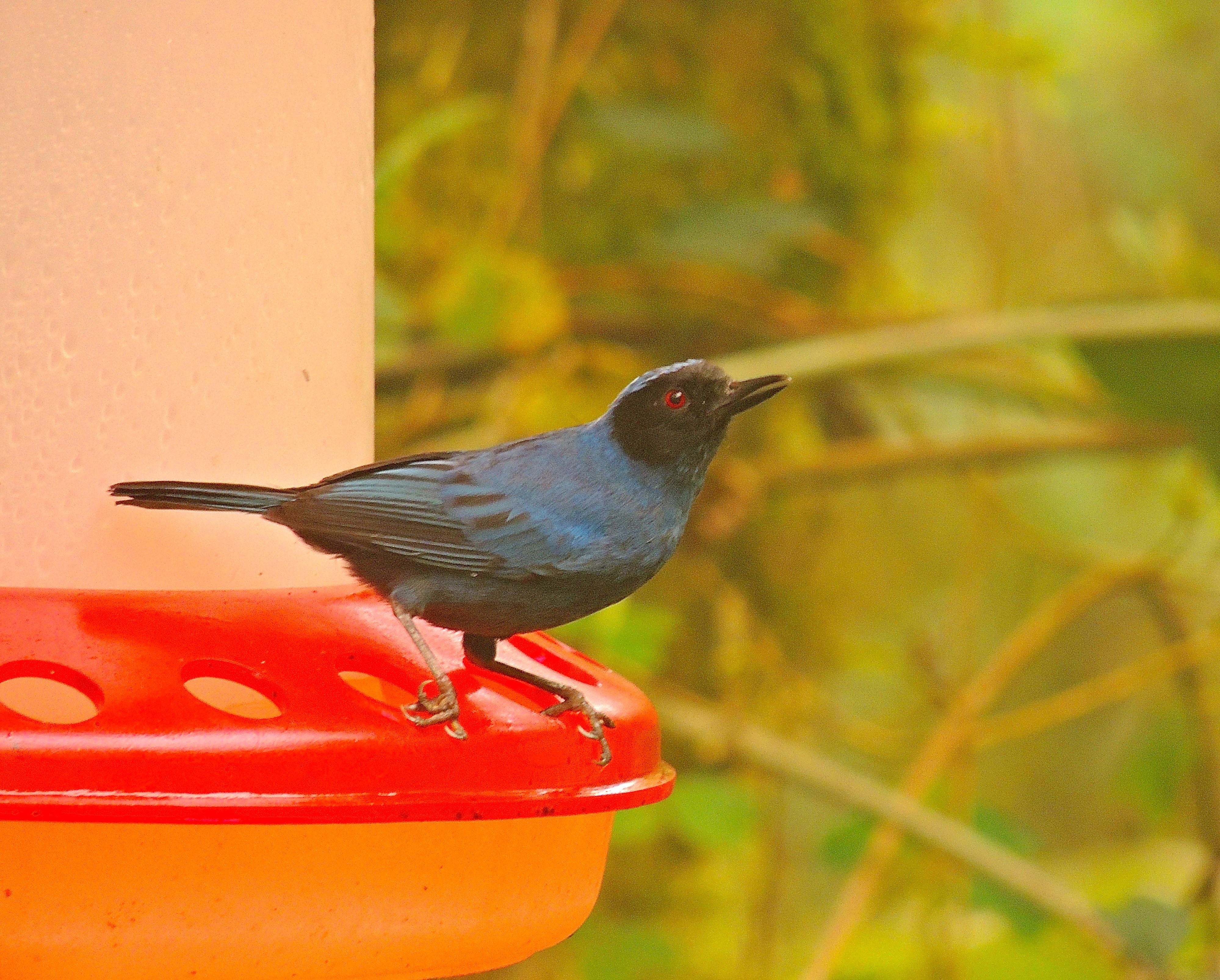 Masked Flowerpiercer