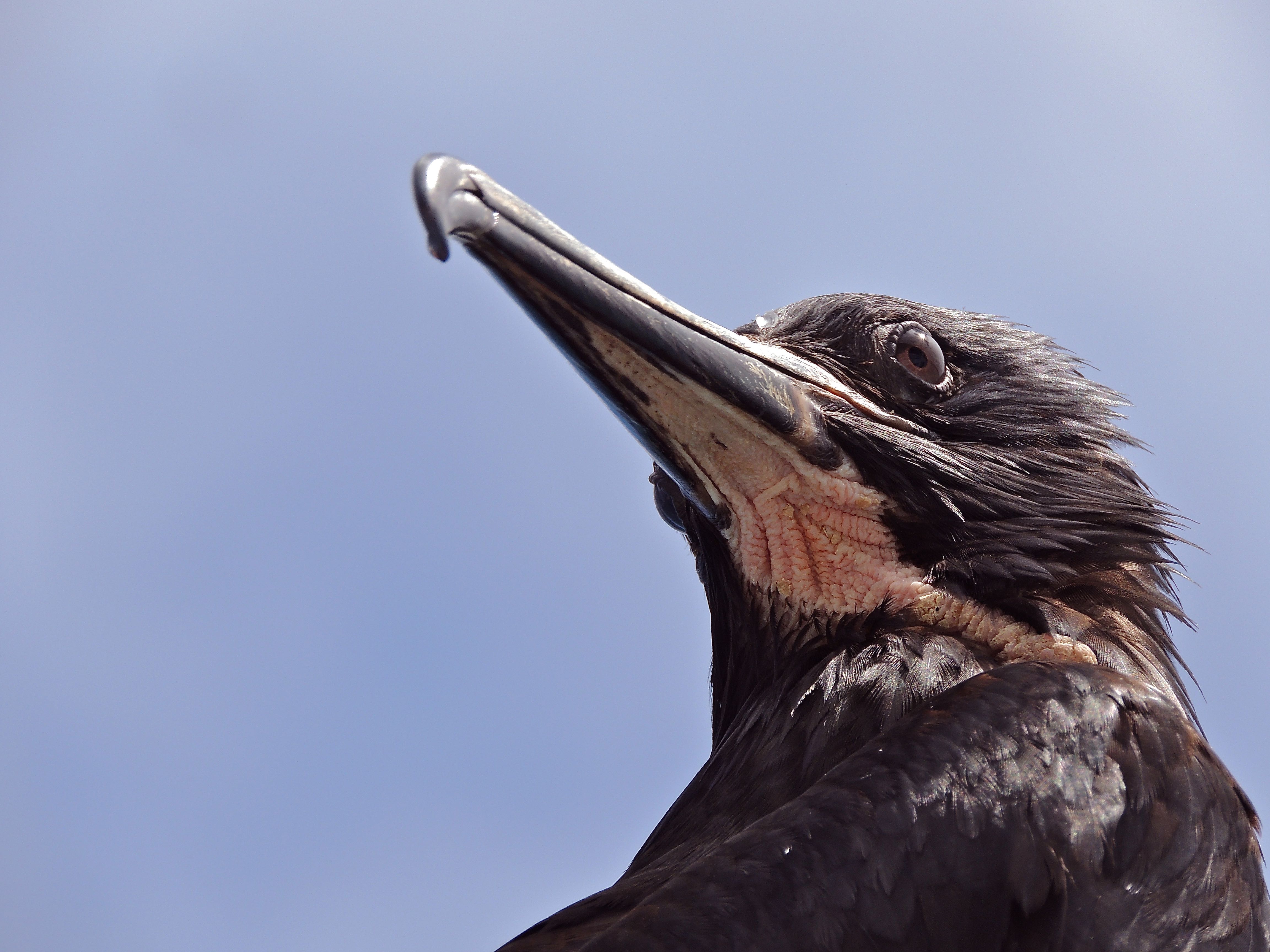 Magnificent Frigatebird