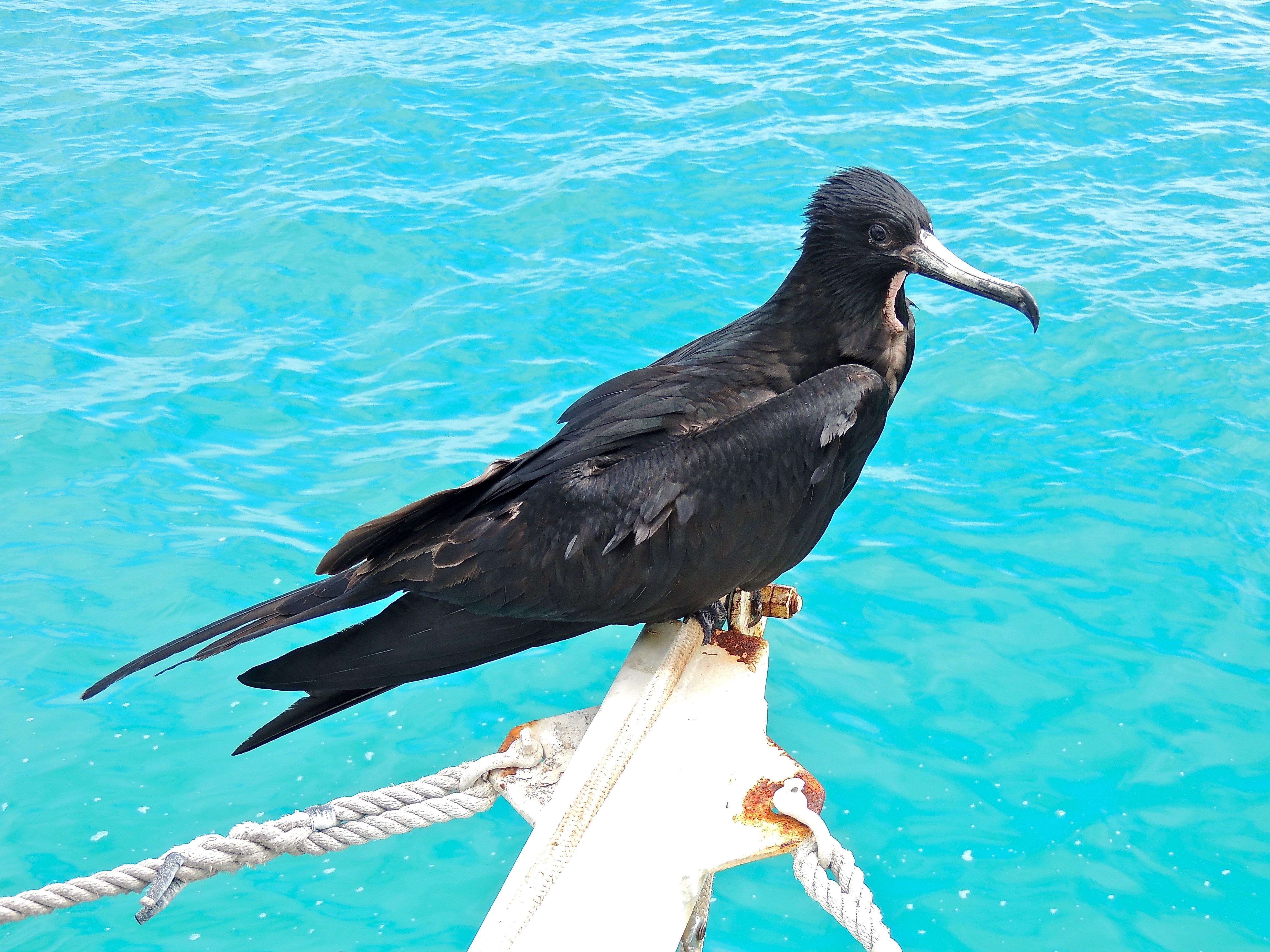 Magnificent Frigatebird