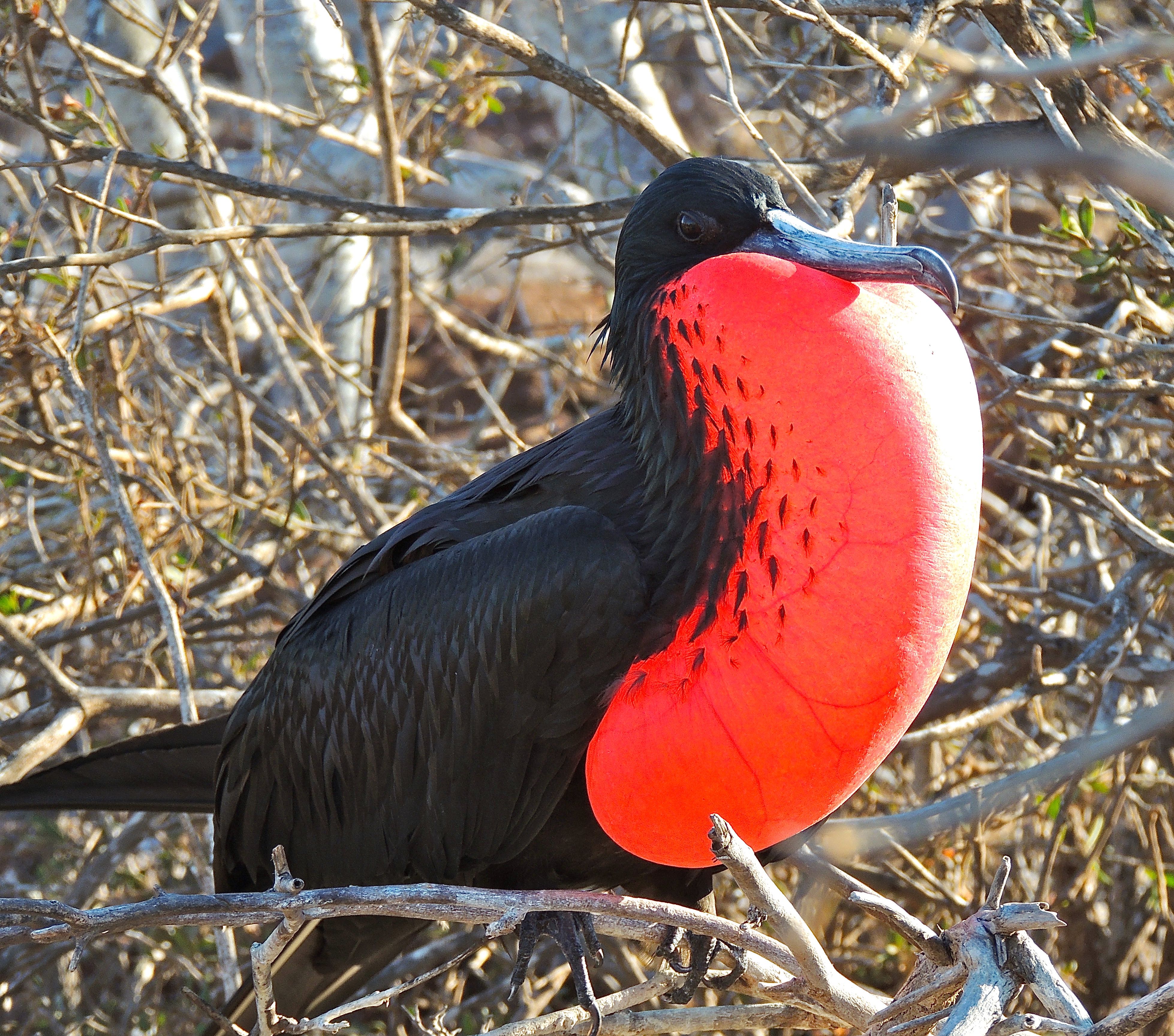 Magnificent Frigatebird