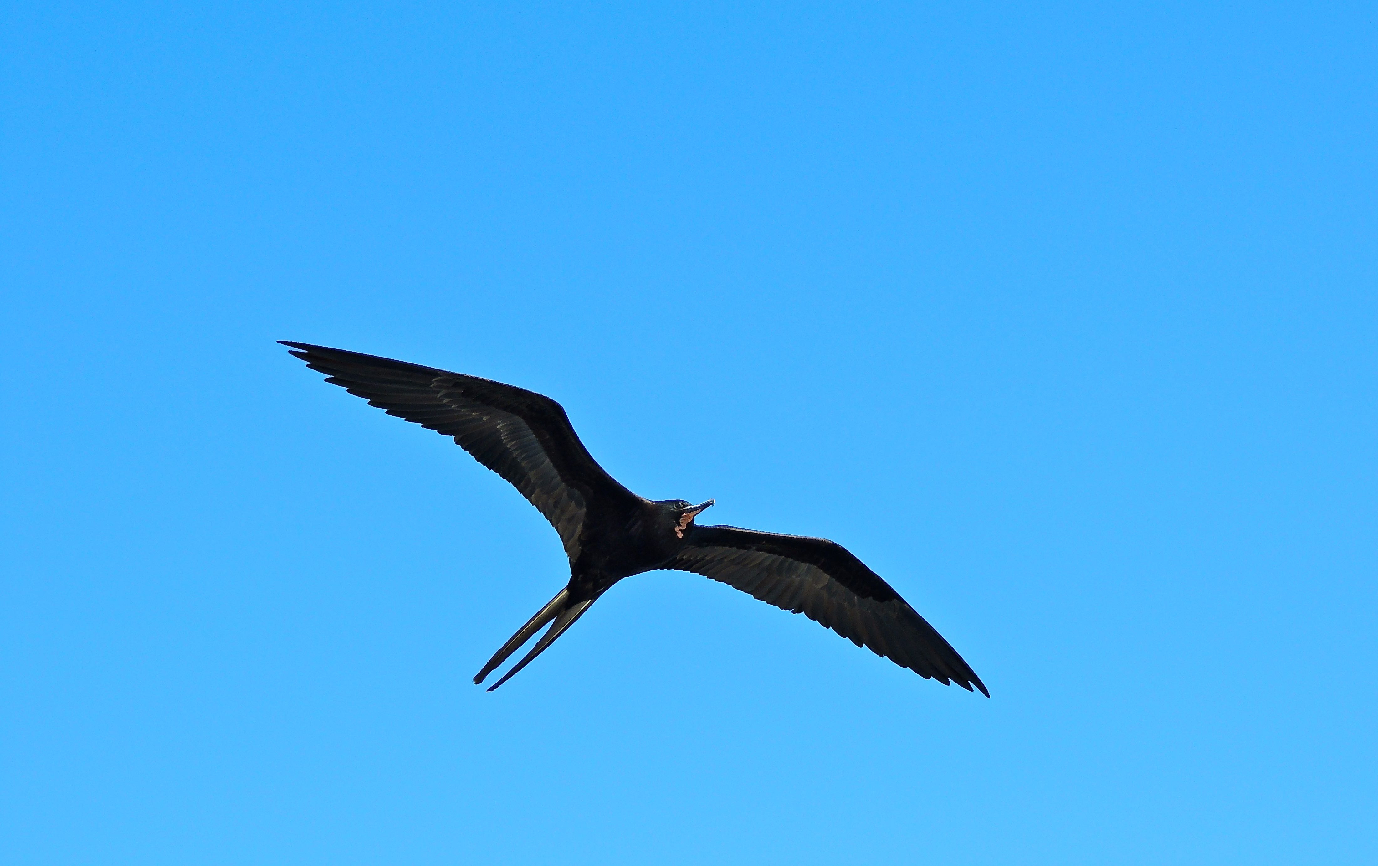 Magnificent Frigatebird