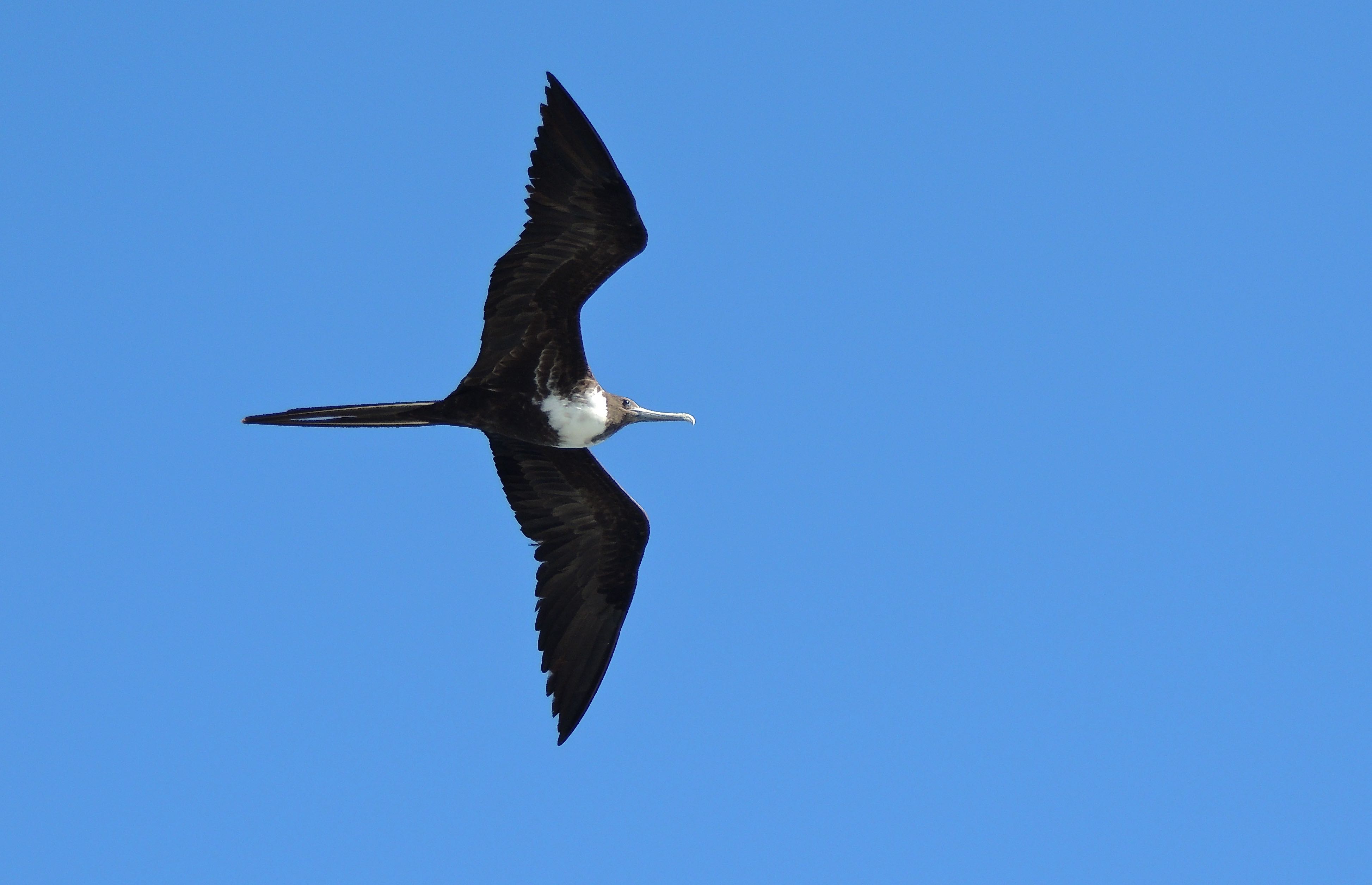 Magnificent Frigatebird