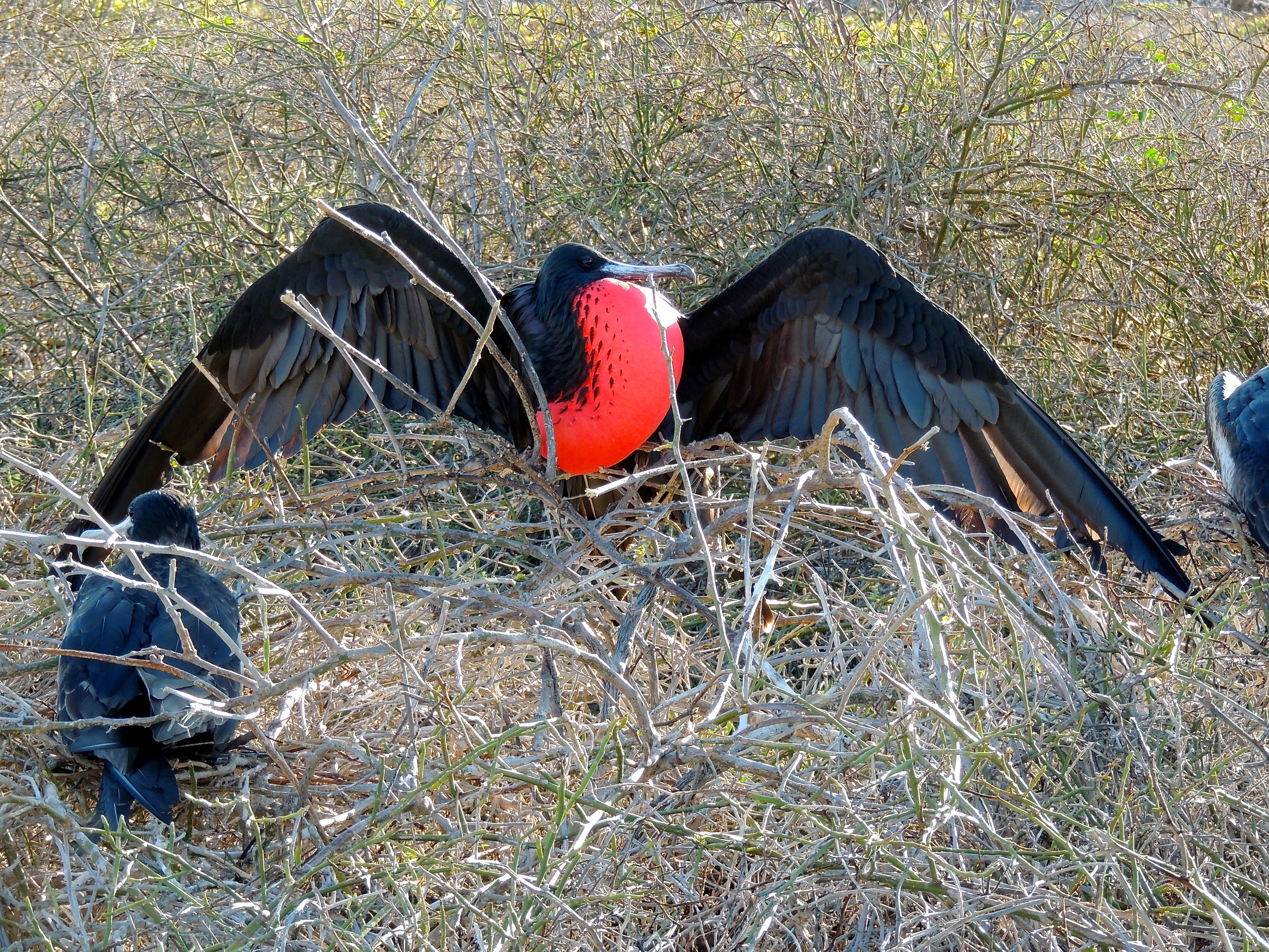 Magnificent Frigatebirds