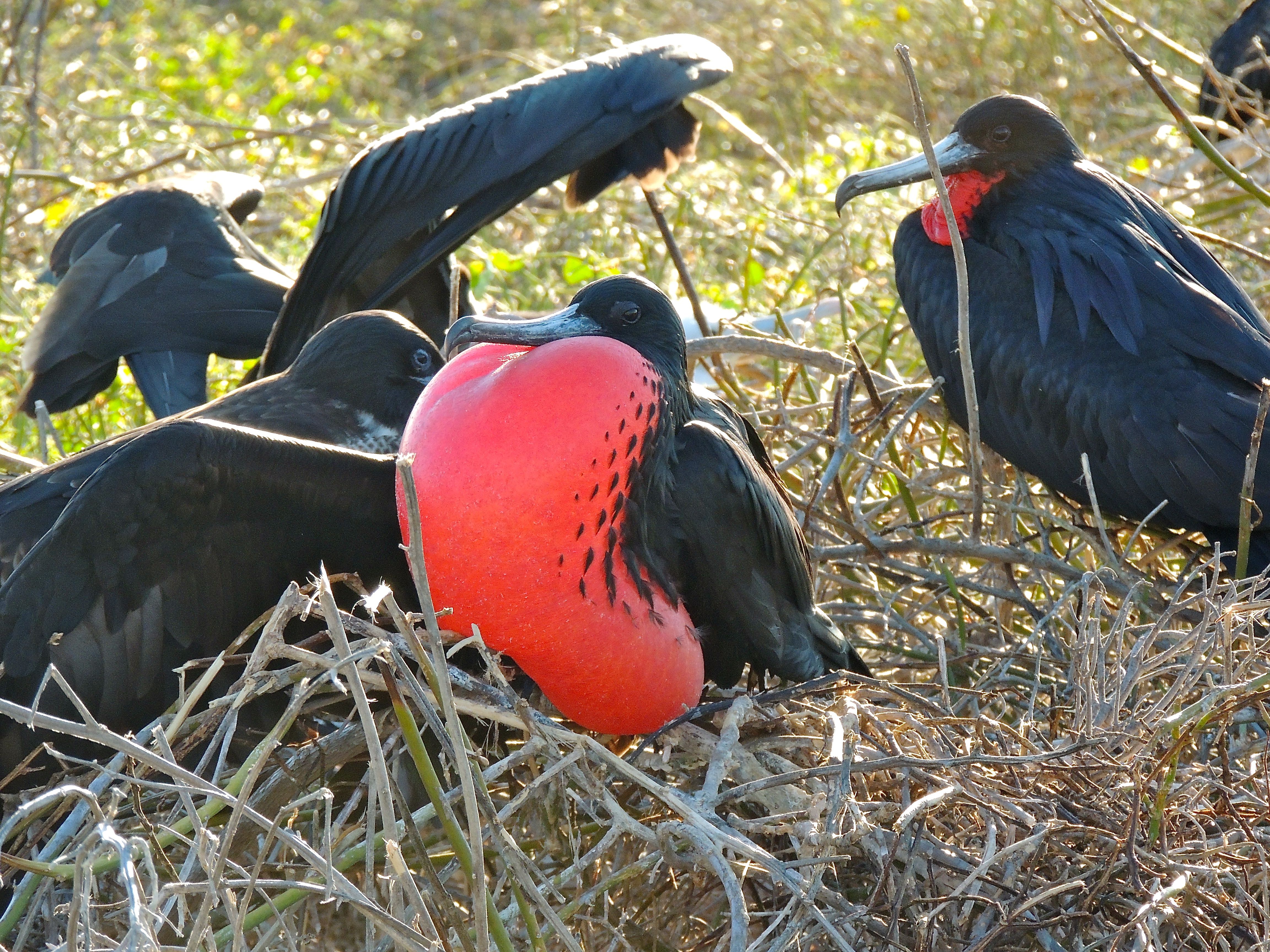 Magnificent Frigatebirds