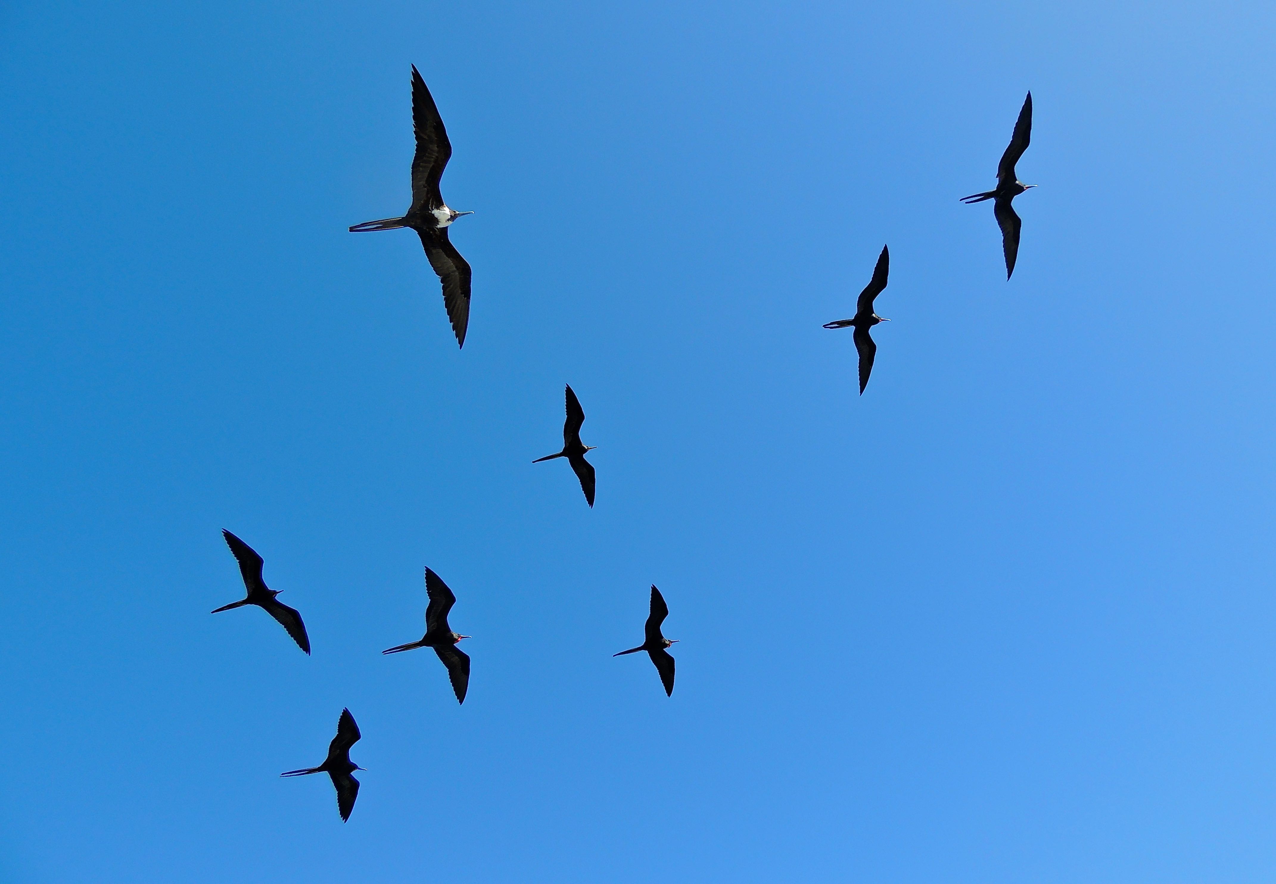 Magnificent Frigatebirds