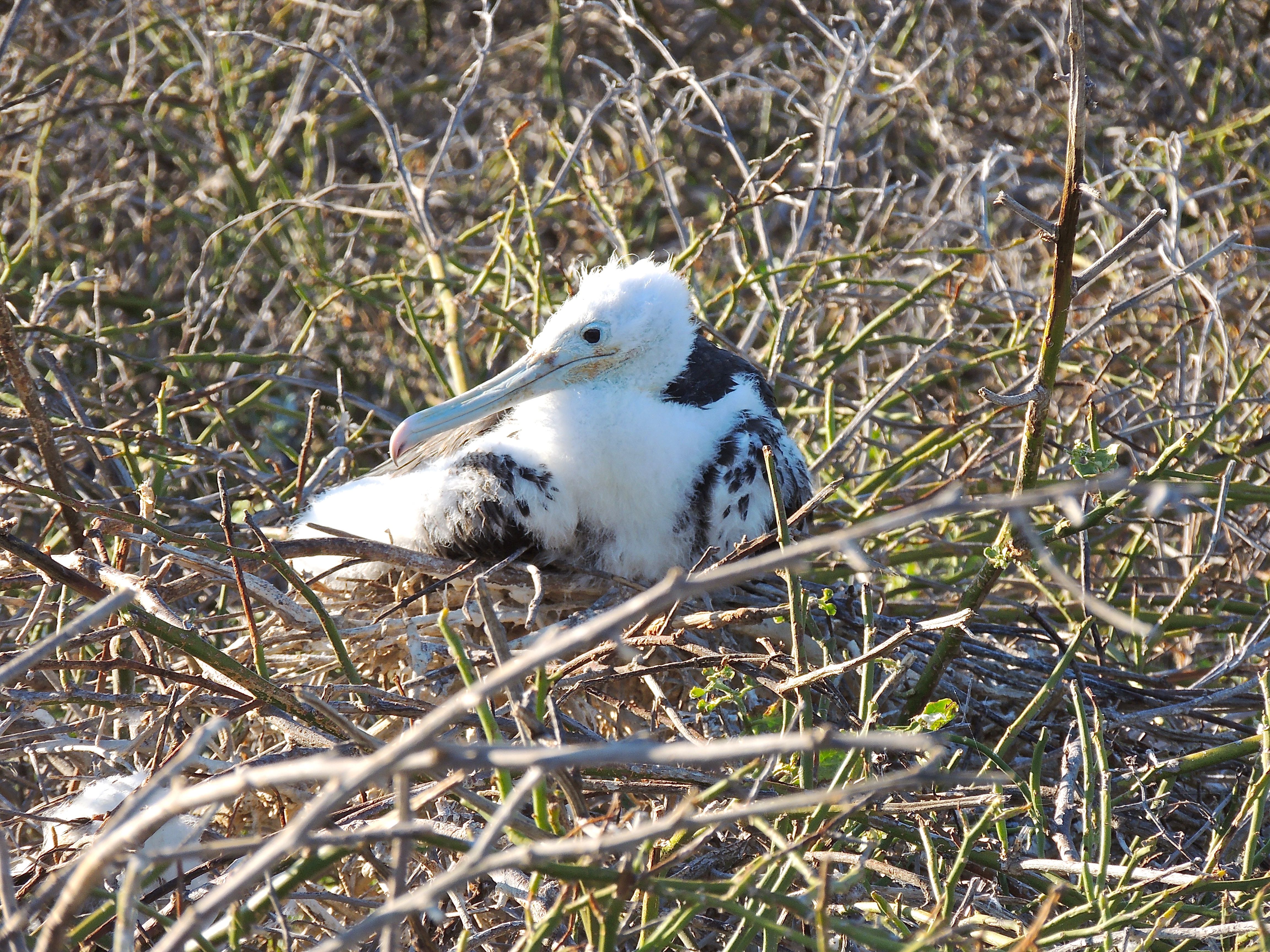 Magnificent Frigatebird