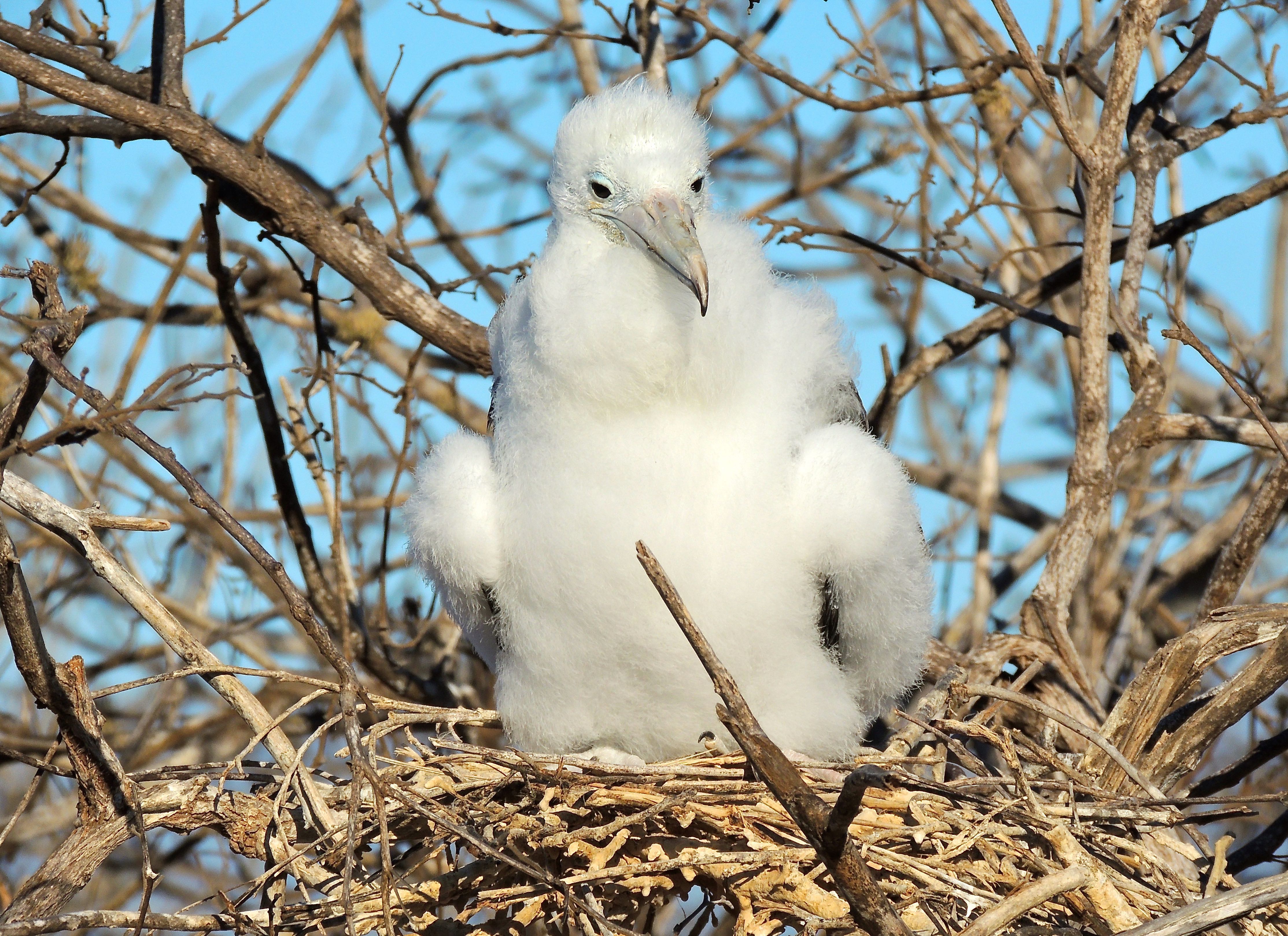 Magnificent Frigatebird