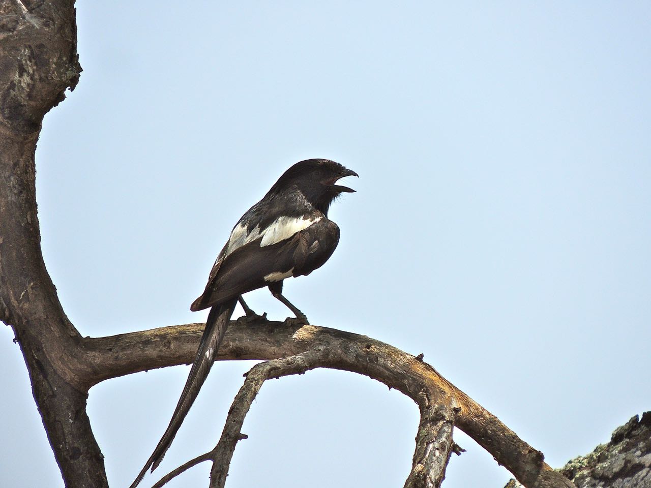 Magpie Shrike