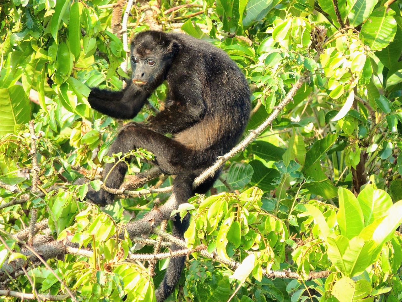 Mantled Howler