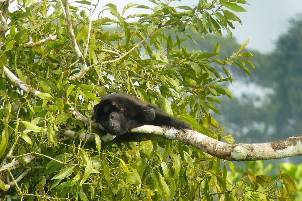 Mantled Howler