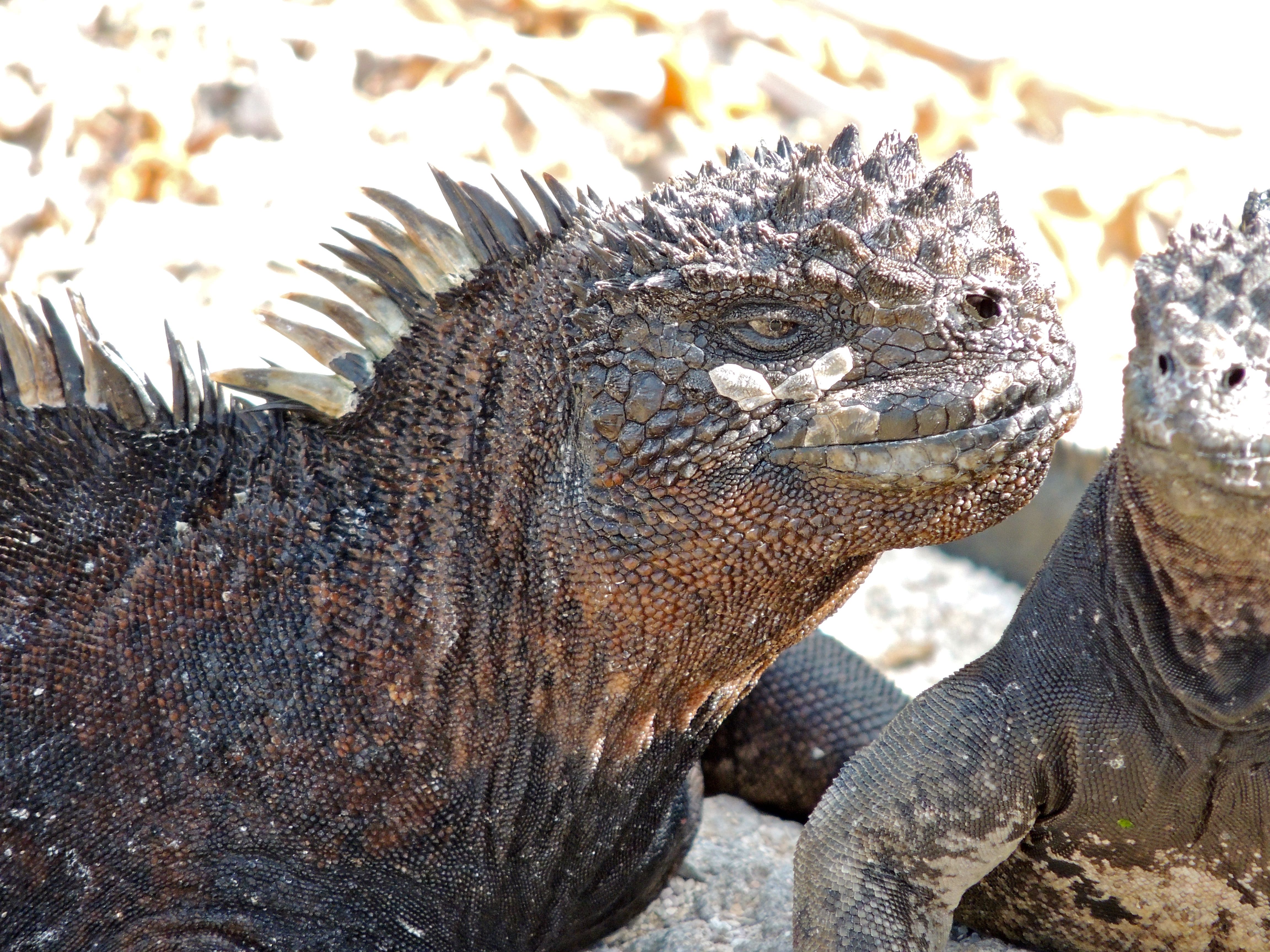 Marine Iguanas