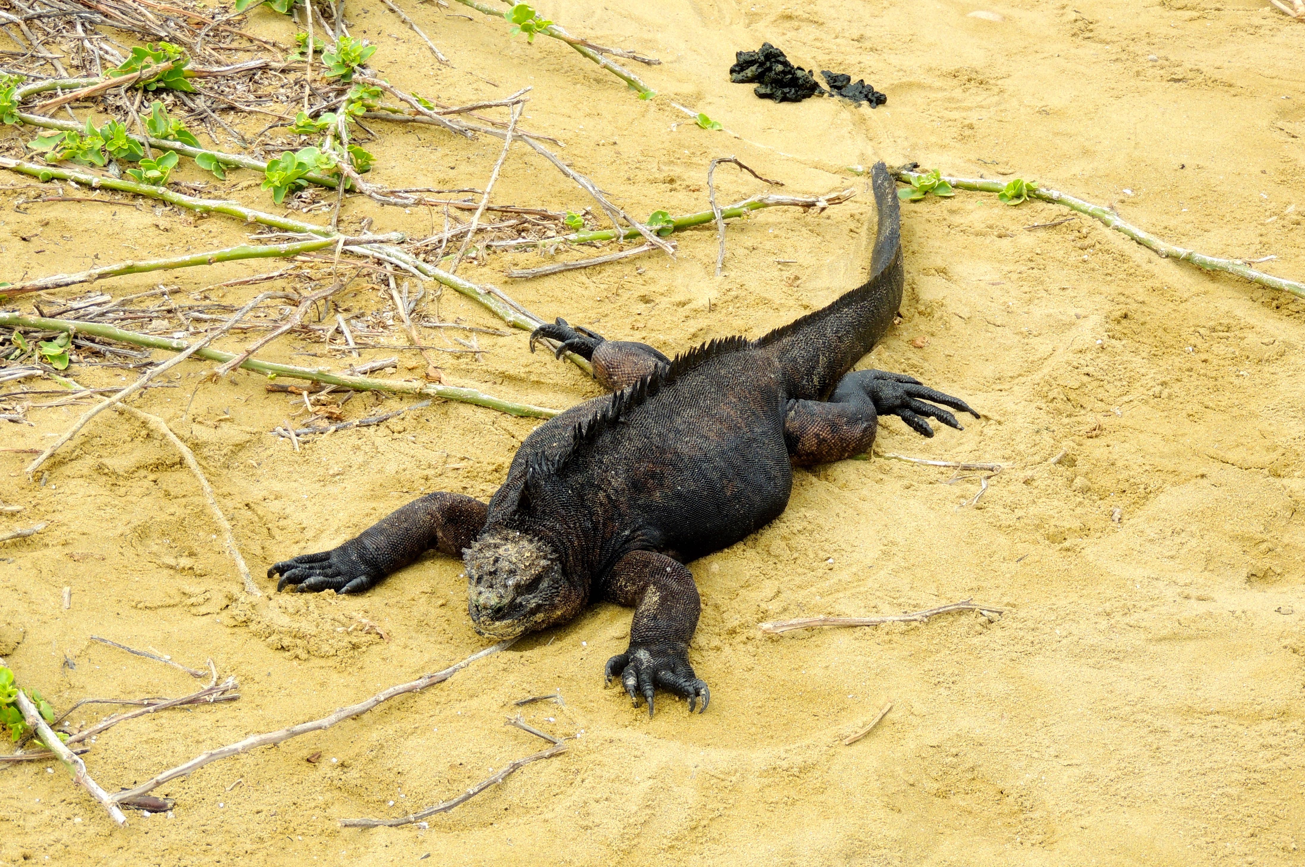 Marine Iguana