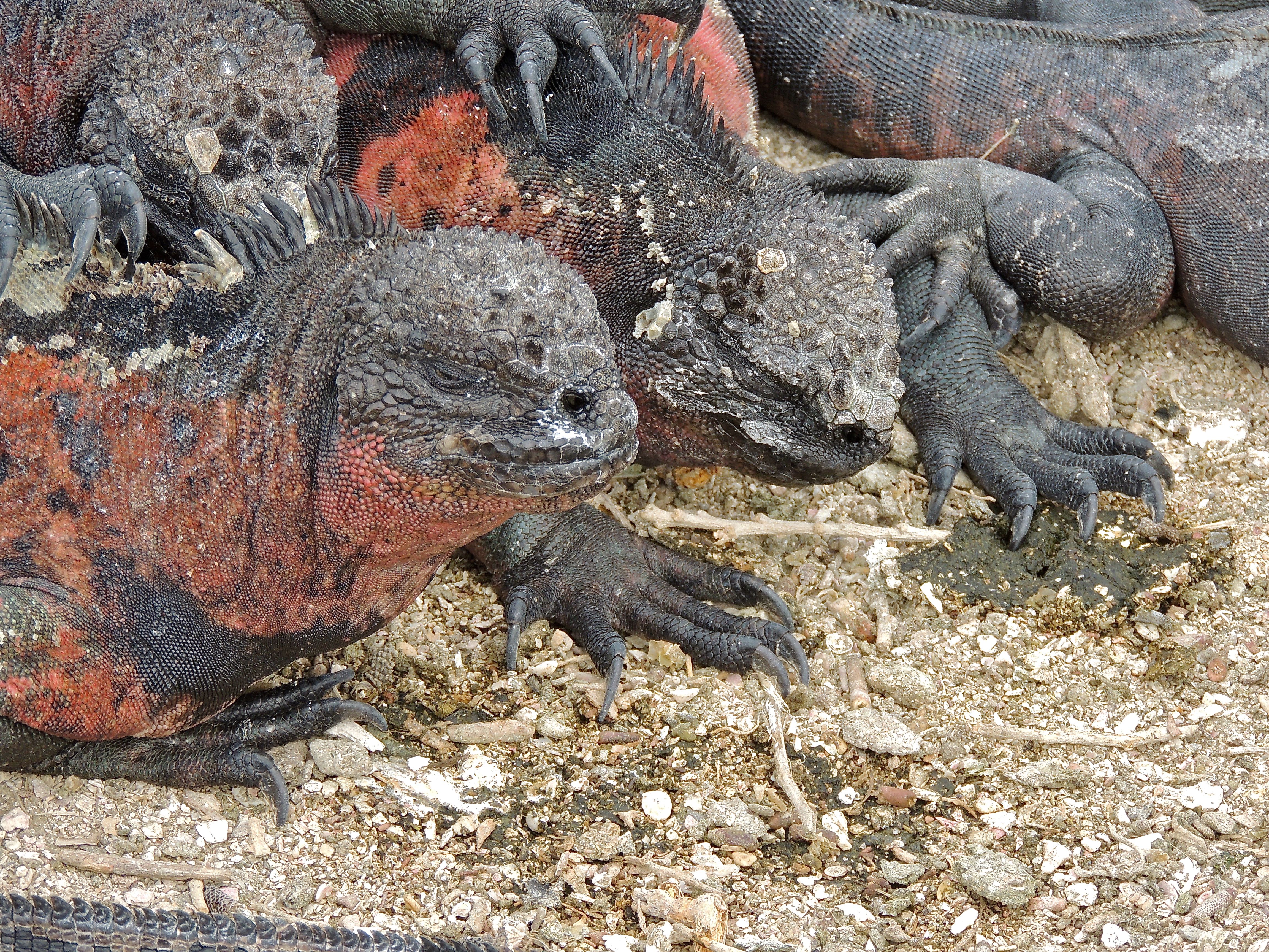 Marine Iguanas