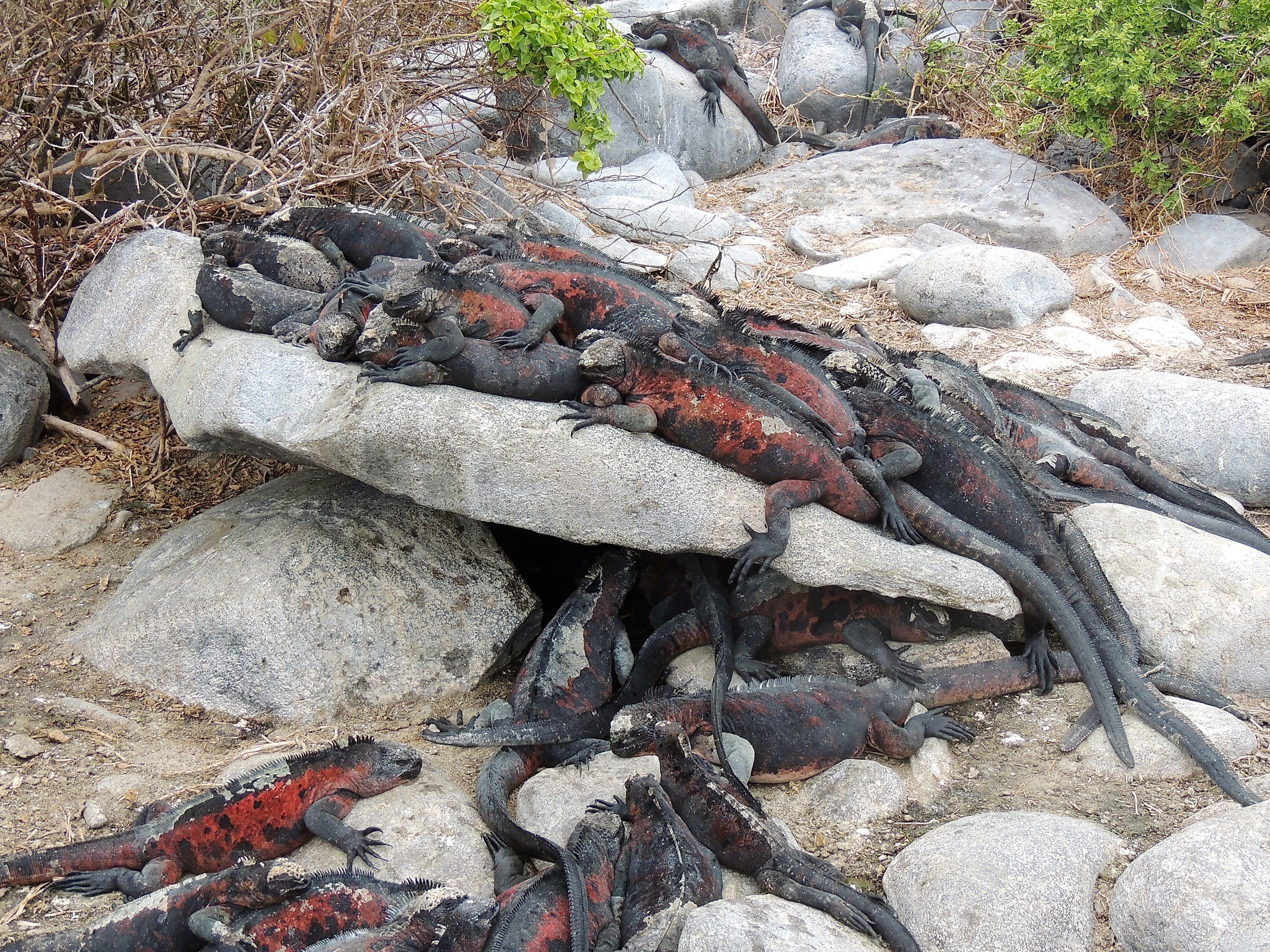 Marine Iguanas