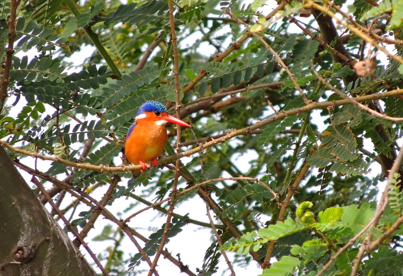 Malachite Kingfisher