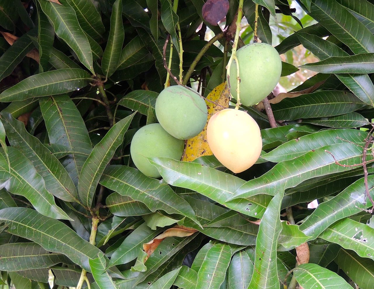 Mangos