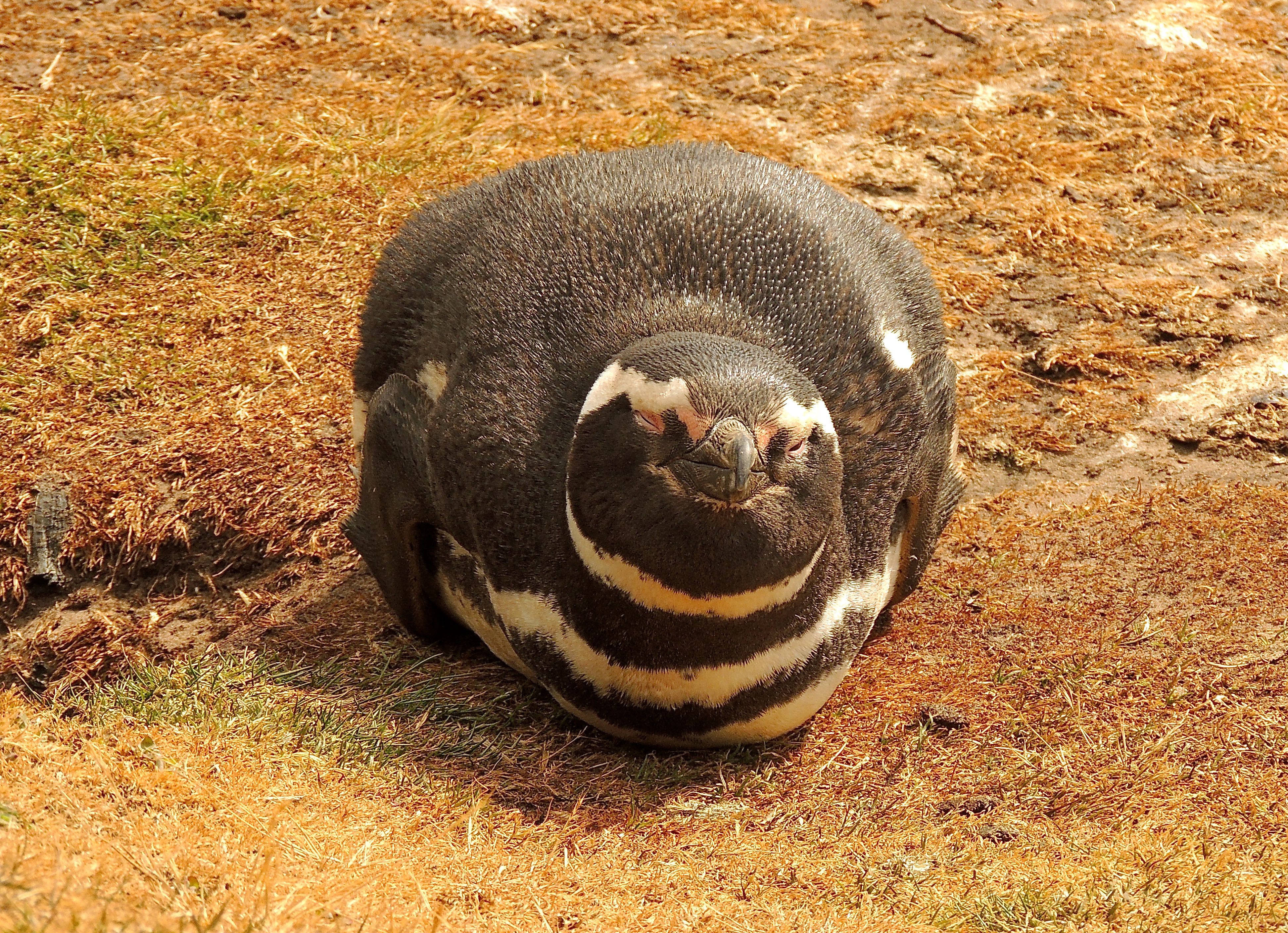 Magellanic Penguin