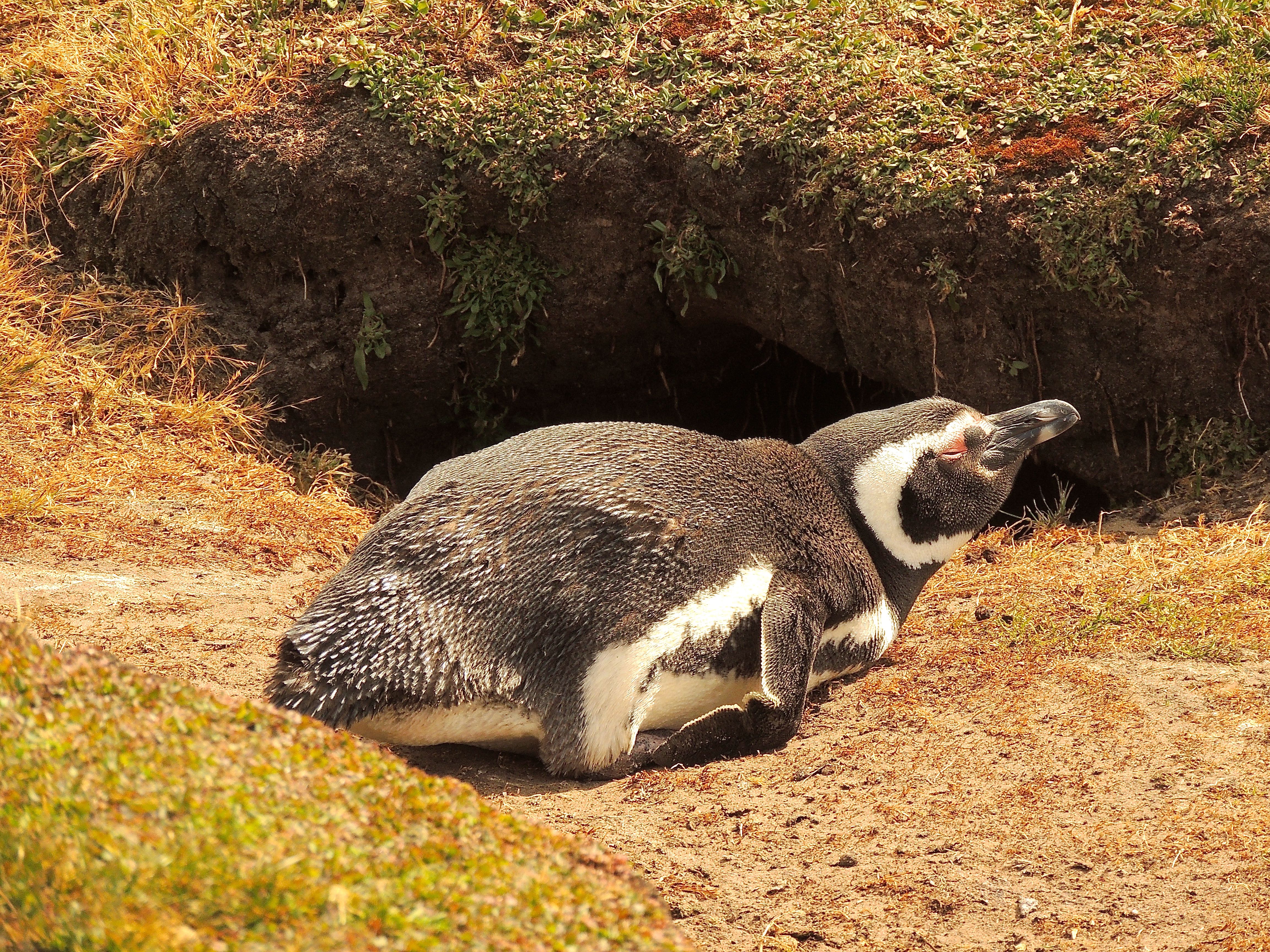 Magellanic Penguin