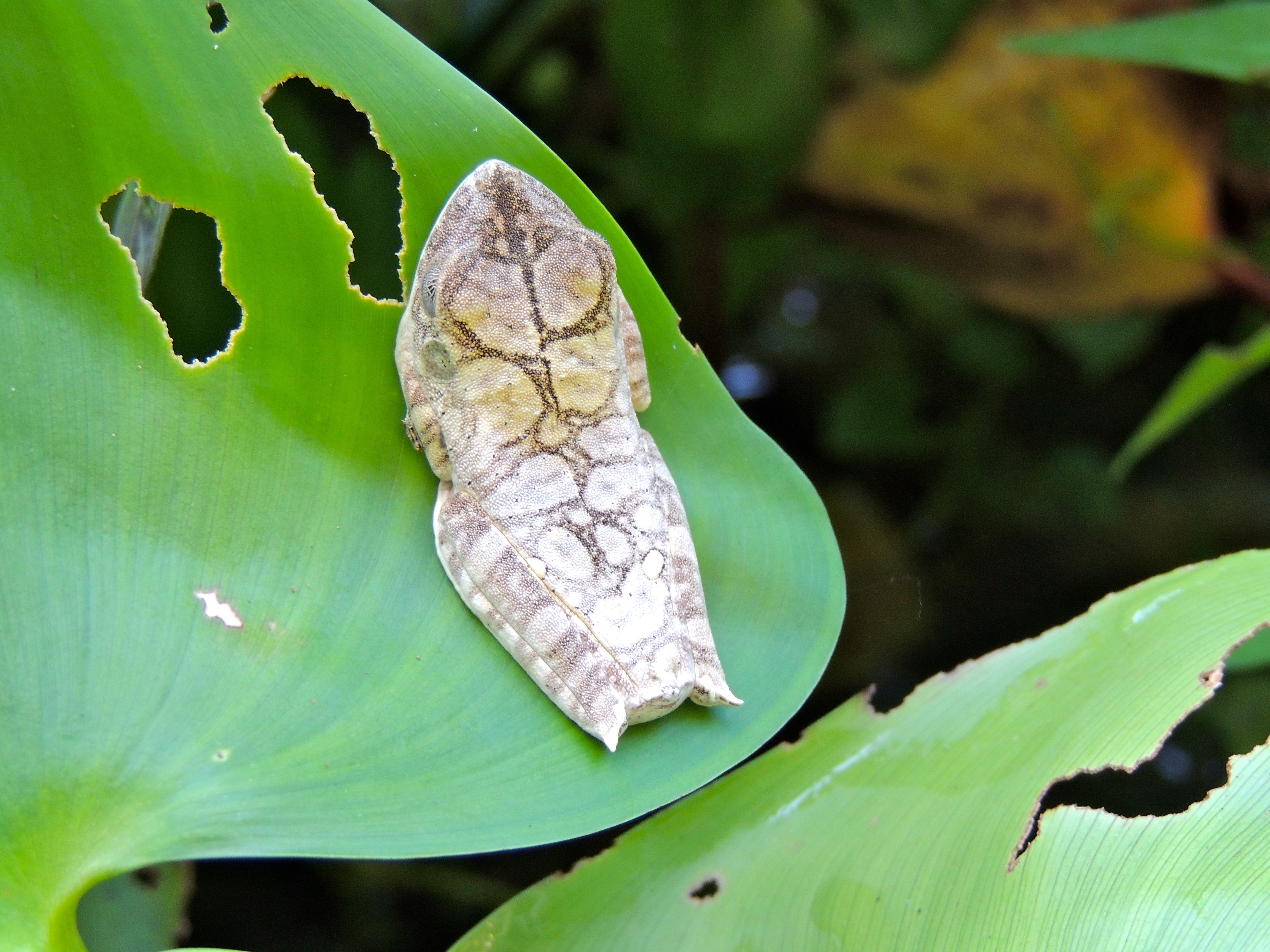 Map Tree Frog