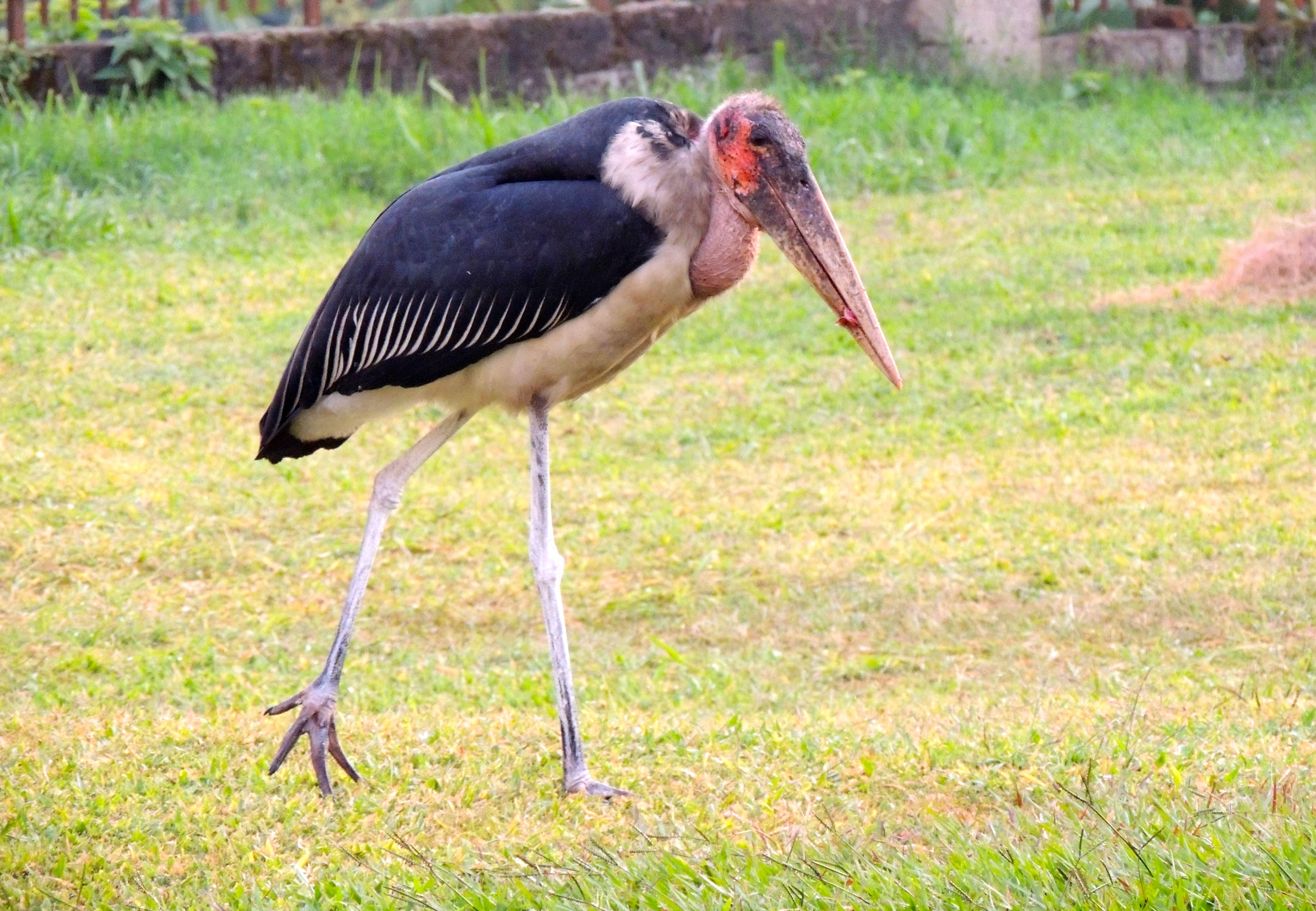 Marabou Stork