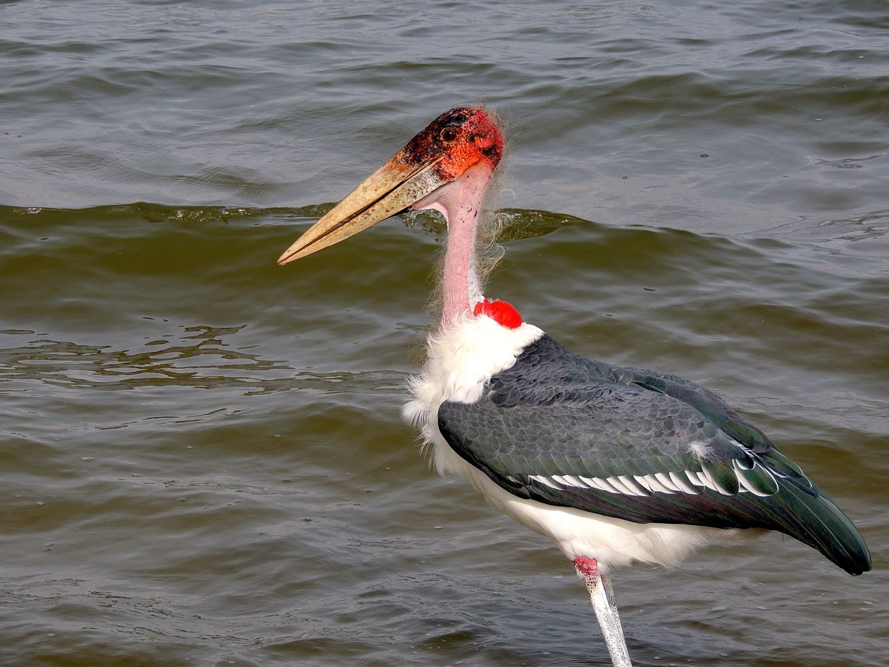 Marabou Stork