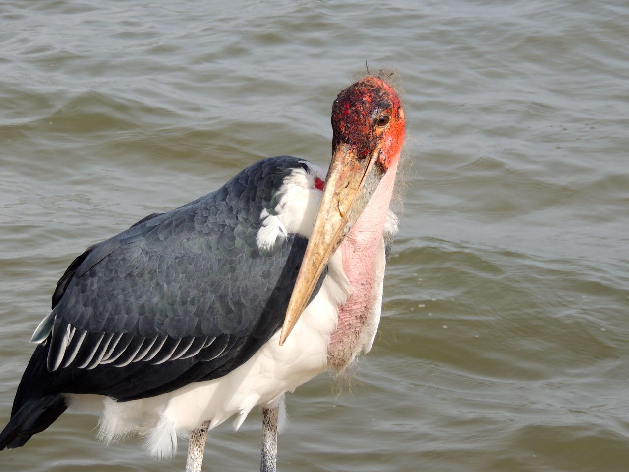 Marabou Stork