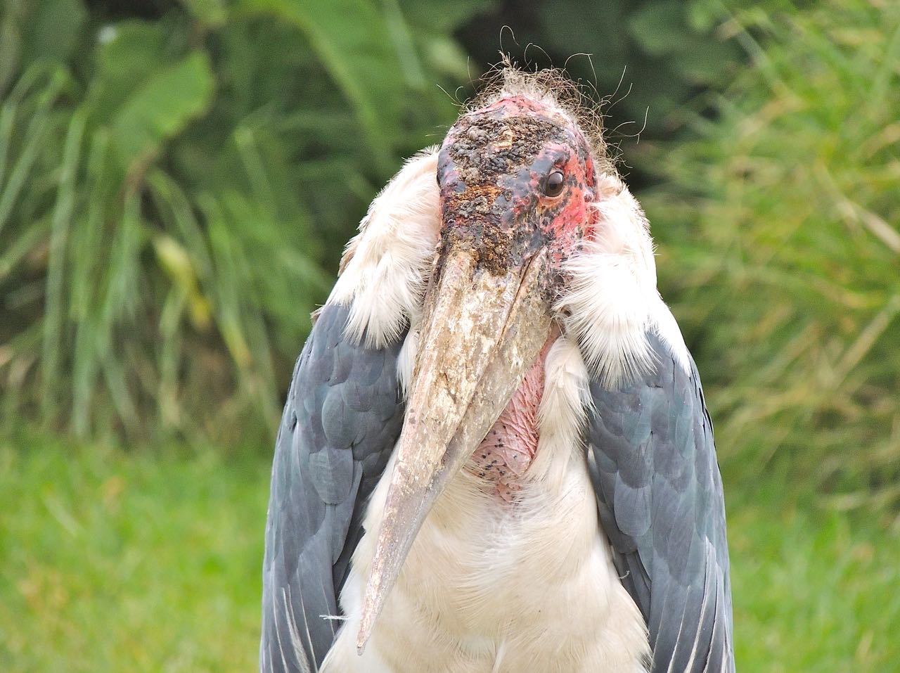 Marabou Stork