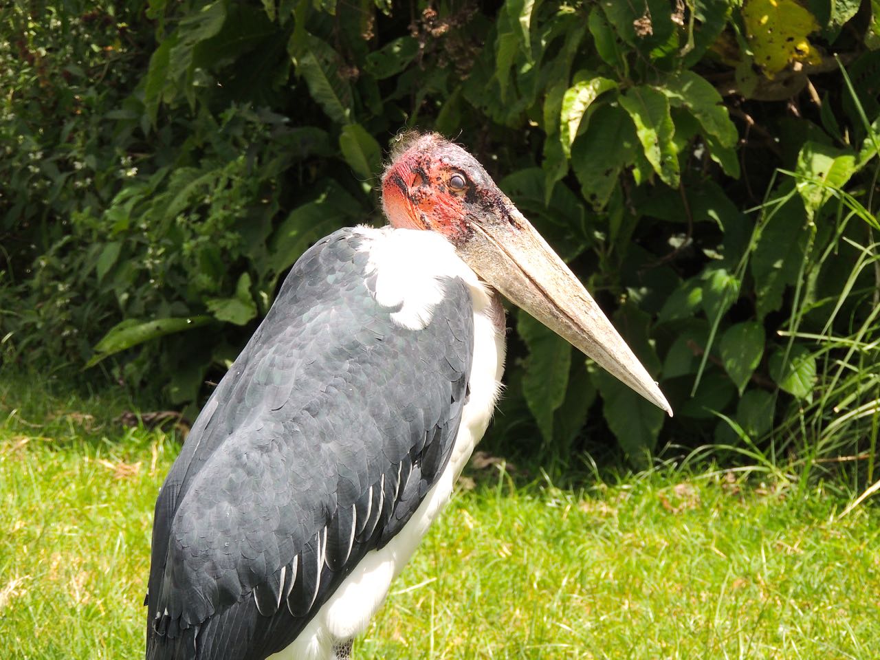 Marabou Stork