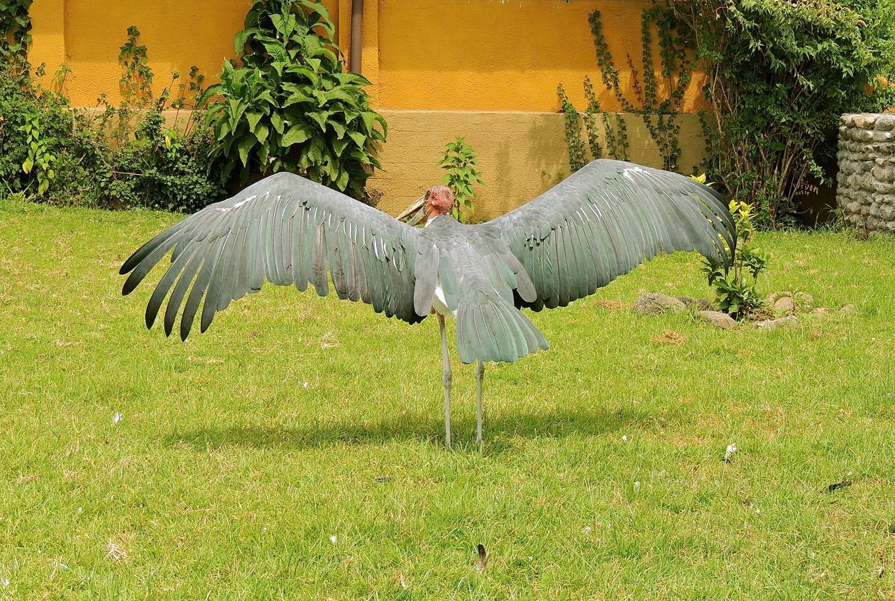 Marabou Stork