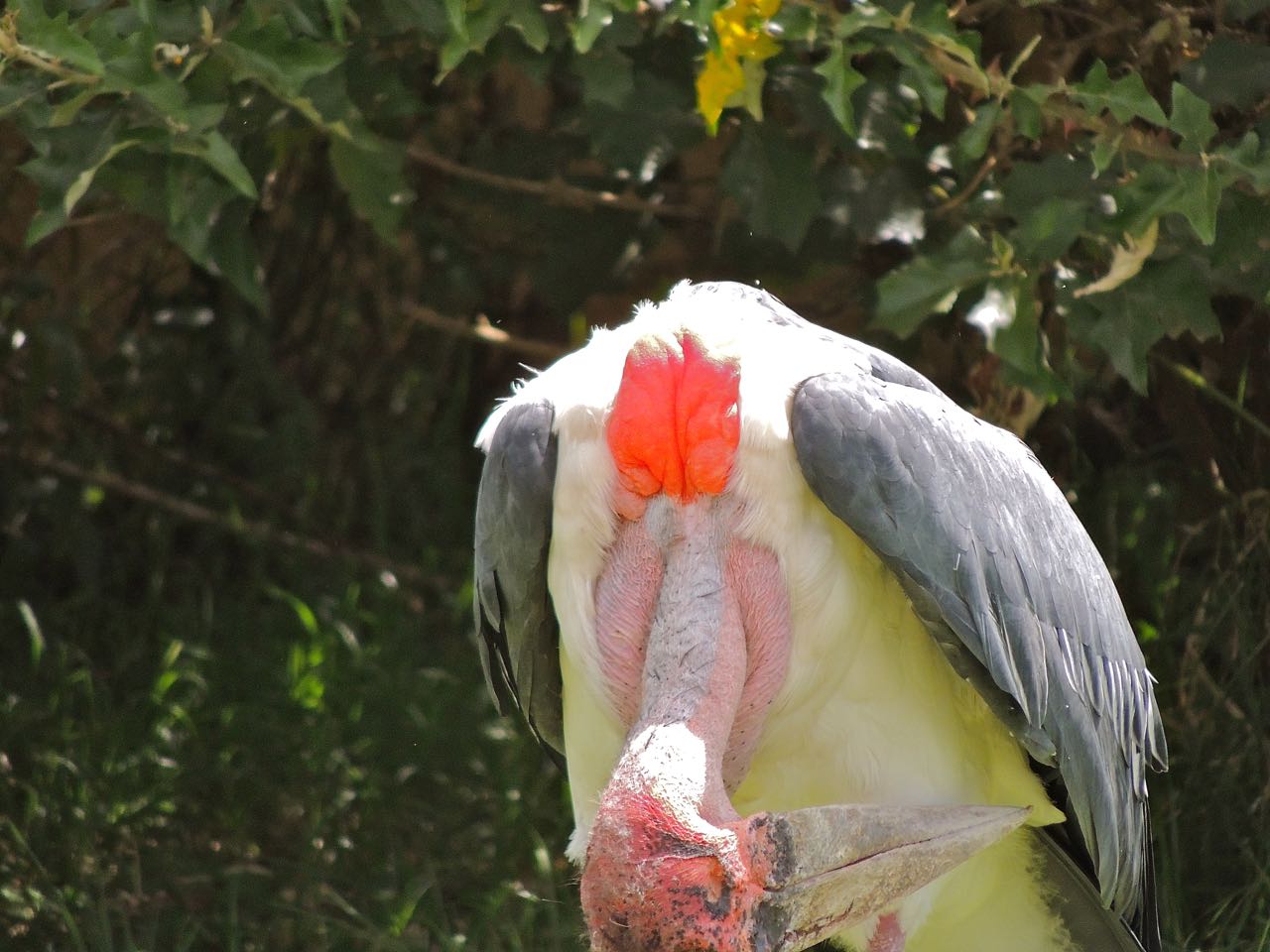 Marabou Stork