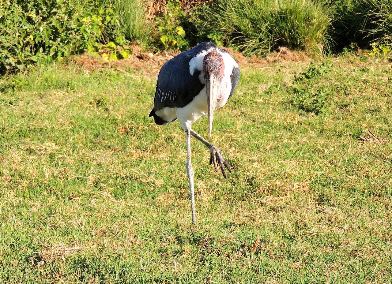 Marabou Stork