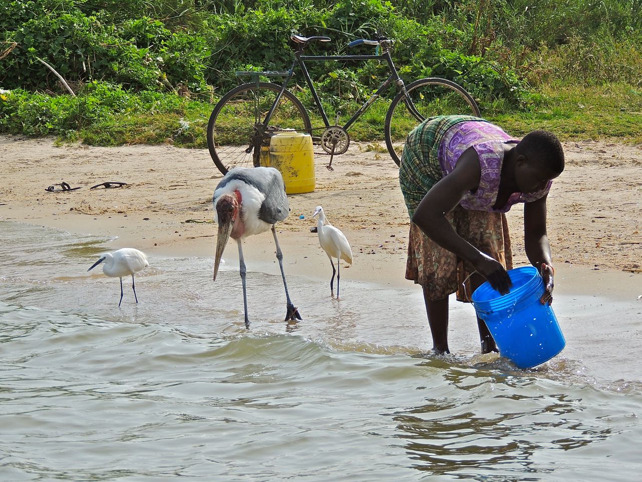 Marabou Stork and Little Egret