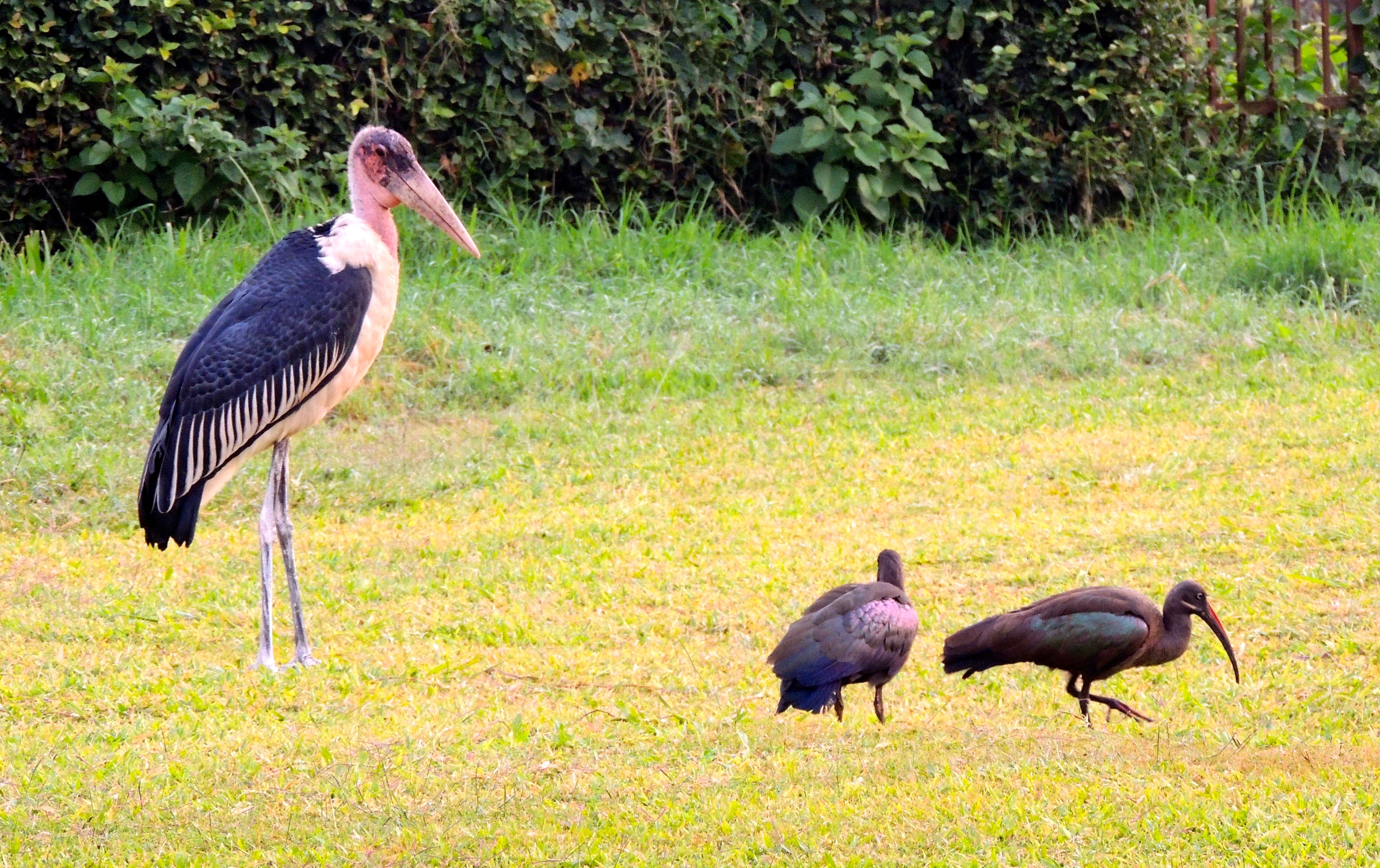 Marabou Stork and Hadada Ibises