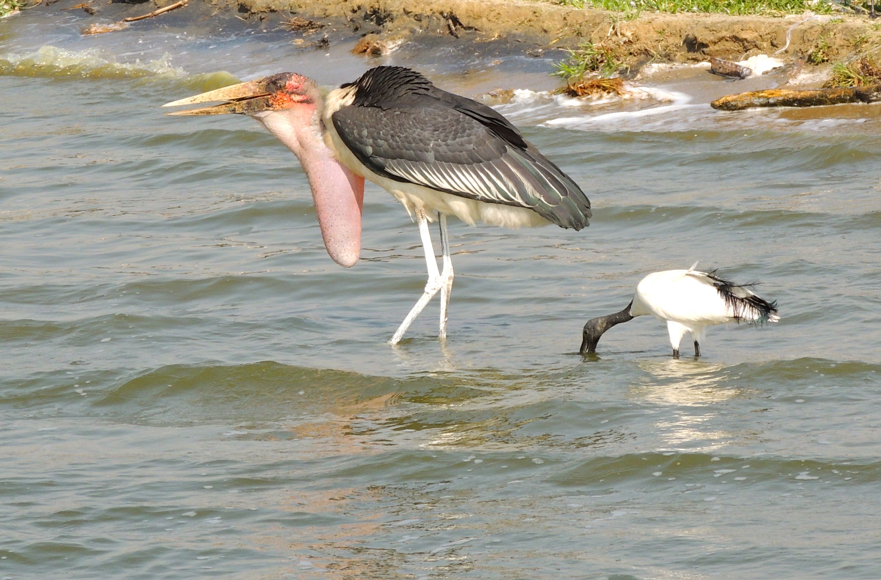 Marabou Stork and Sacred Ibis