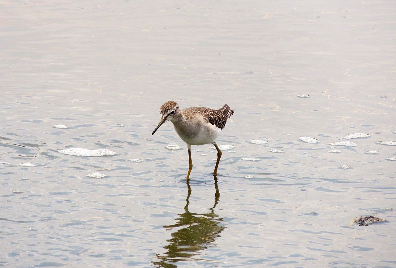 Marsh Sandpiper