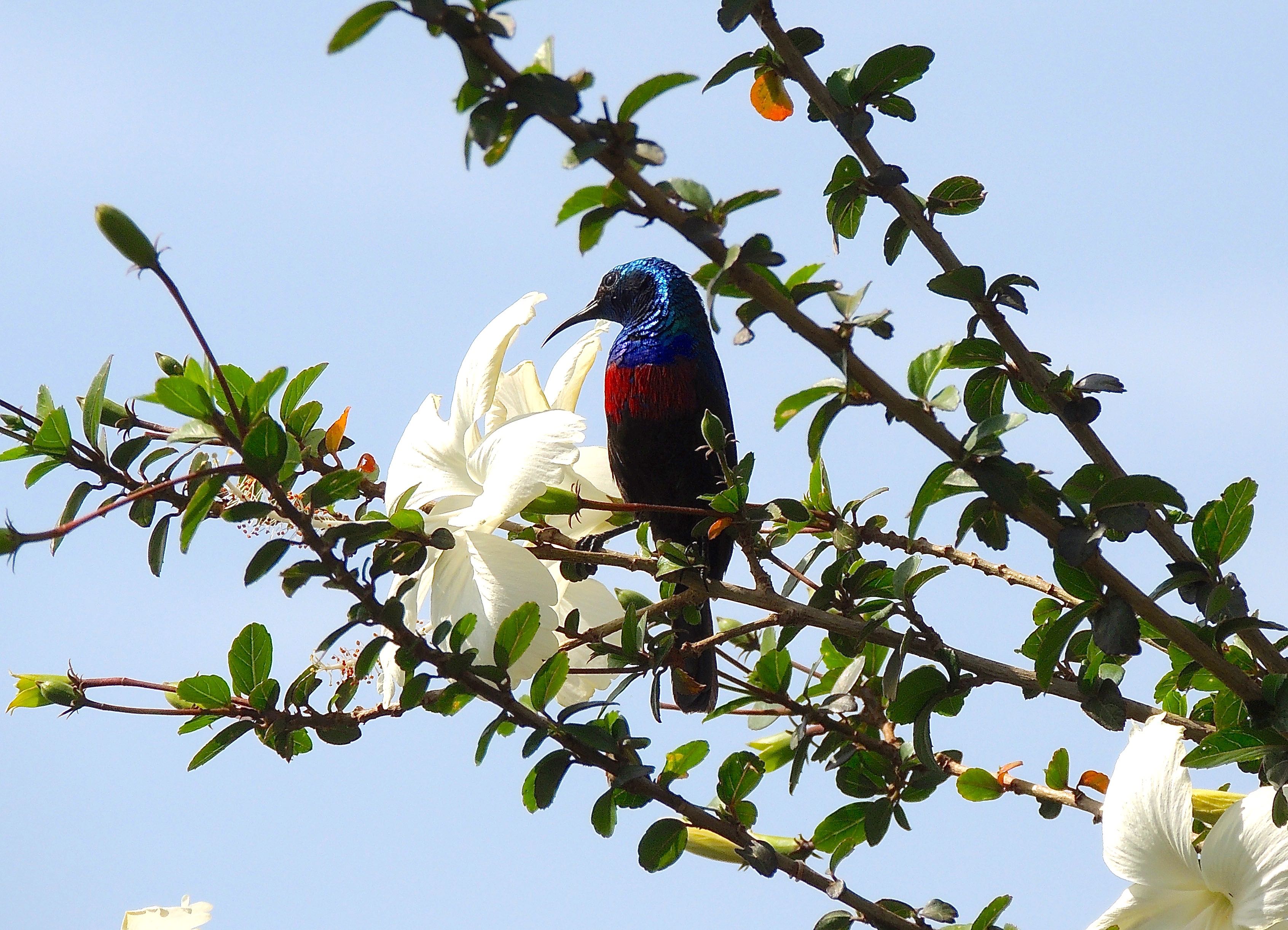 Marico Sunbird