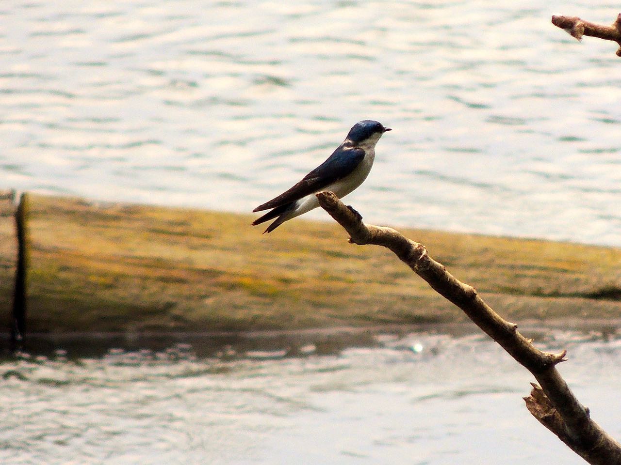 Mangrove Swallow