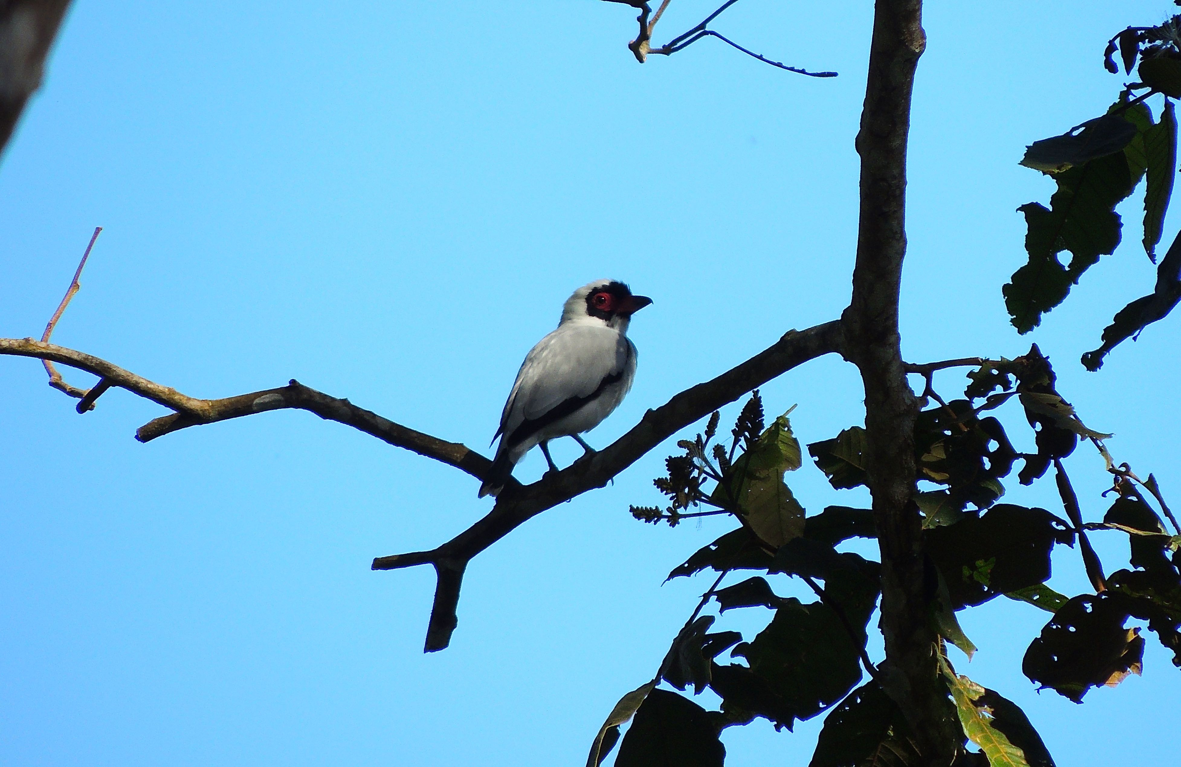 Masked Tityra