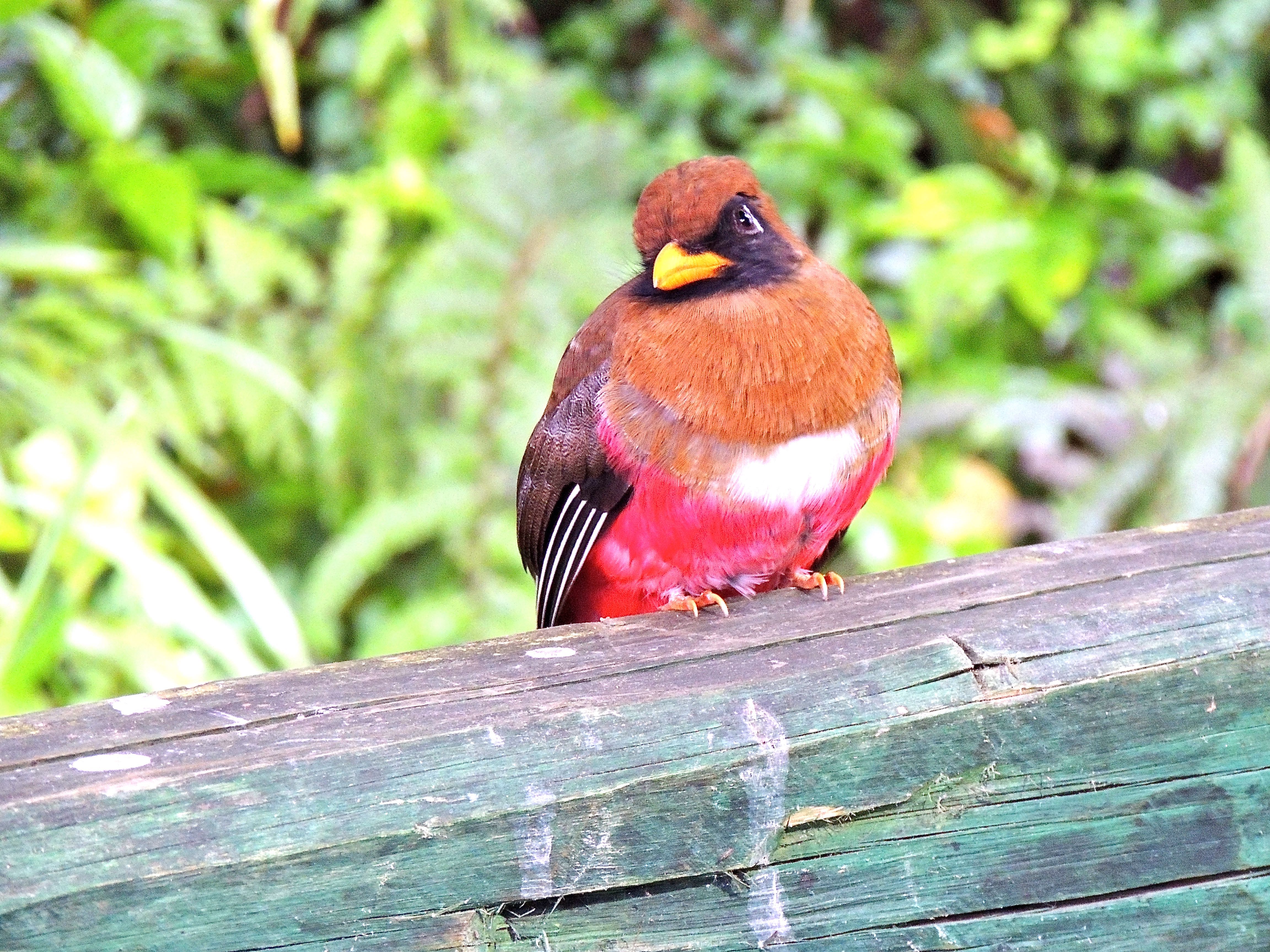 Masked Trogon