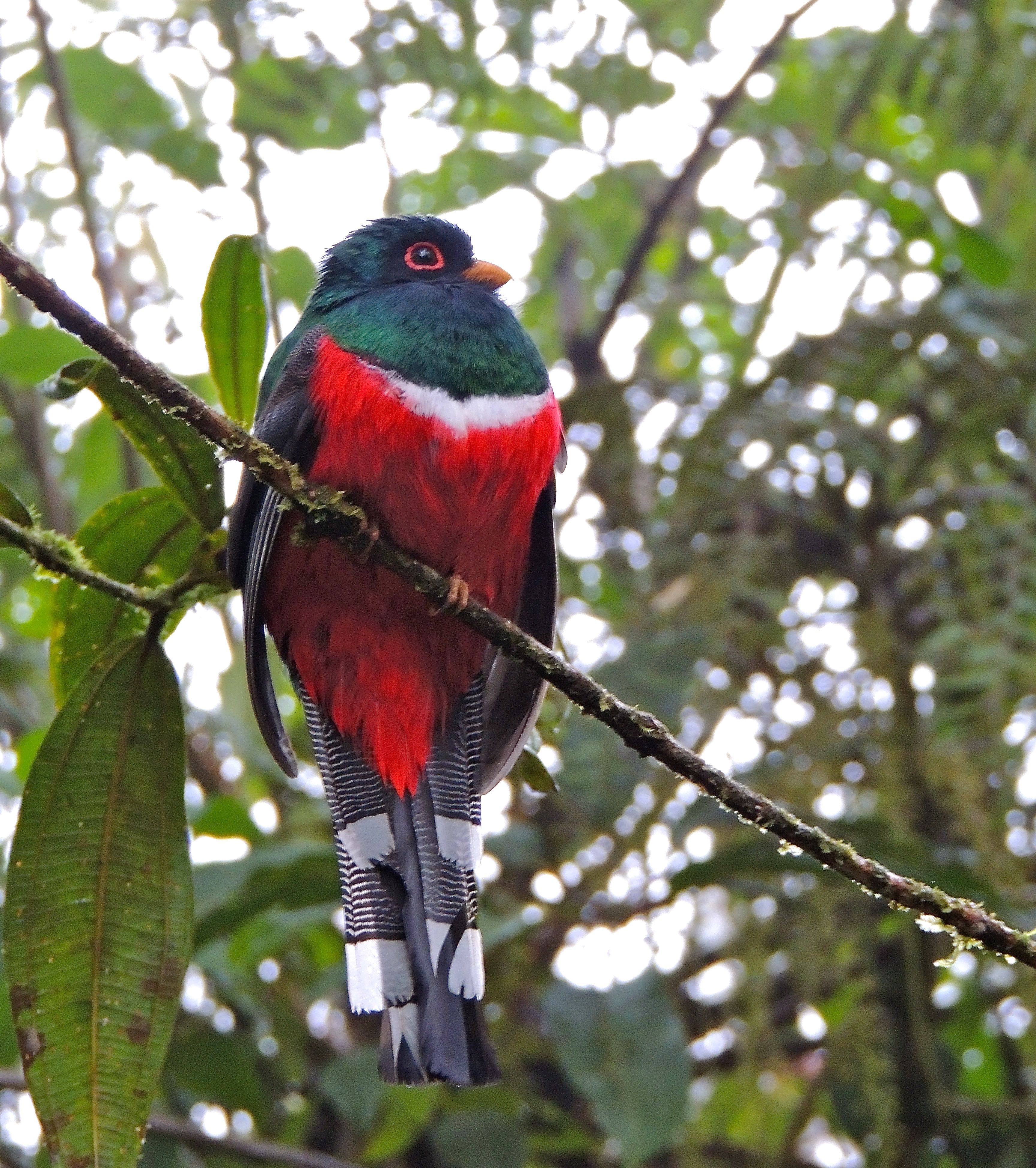 Masked Trogon