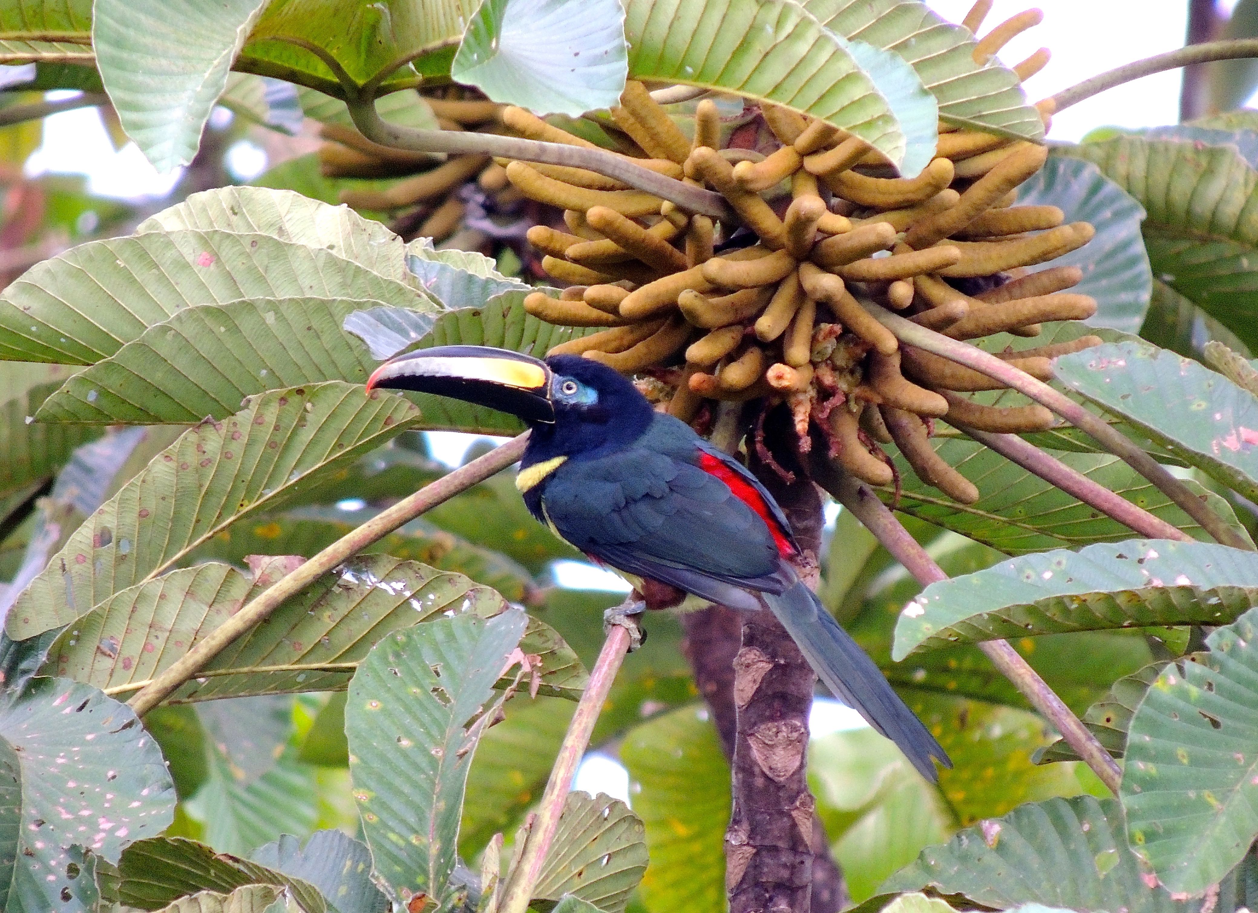 Many-banded Aracari