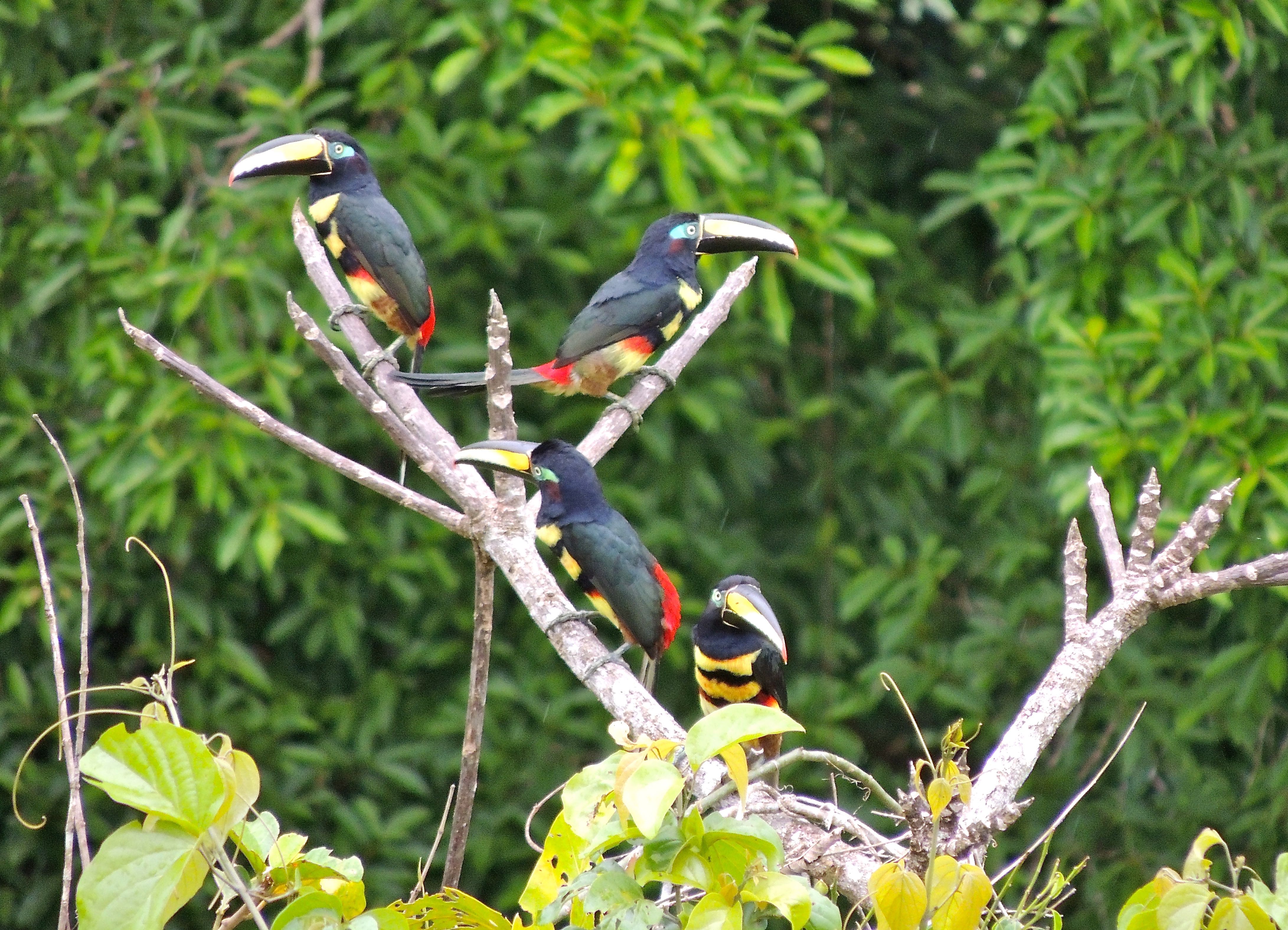 Many-banded Aracaris